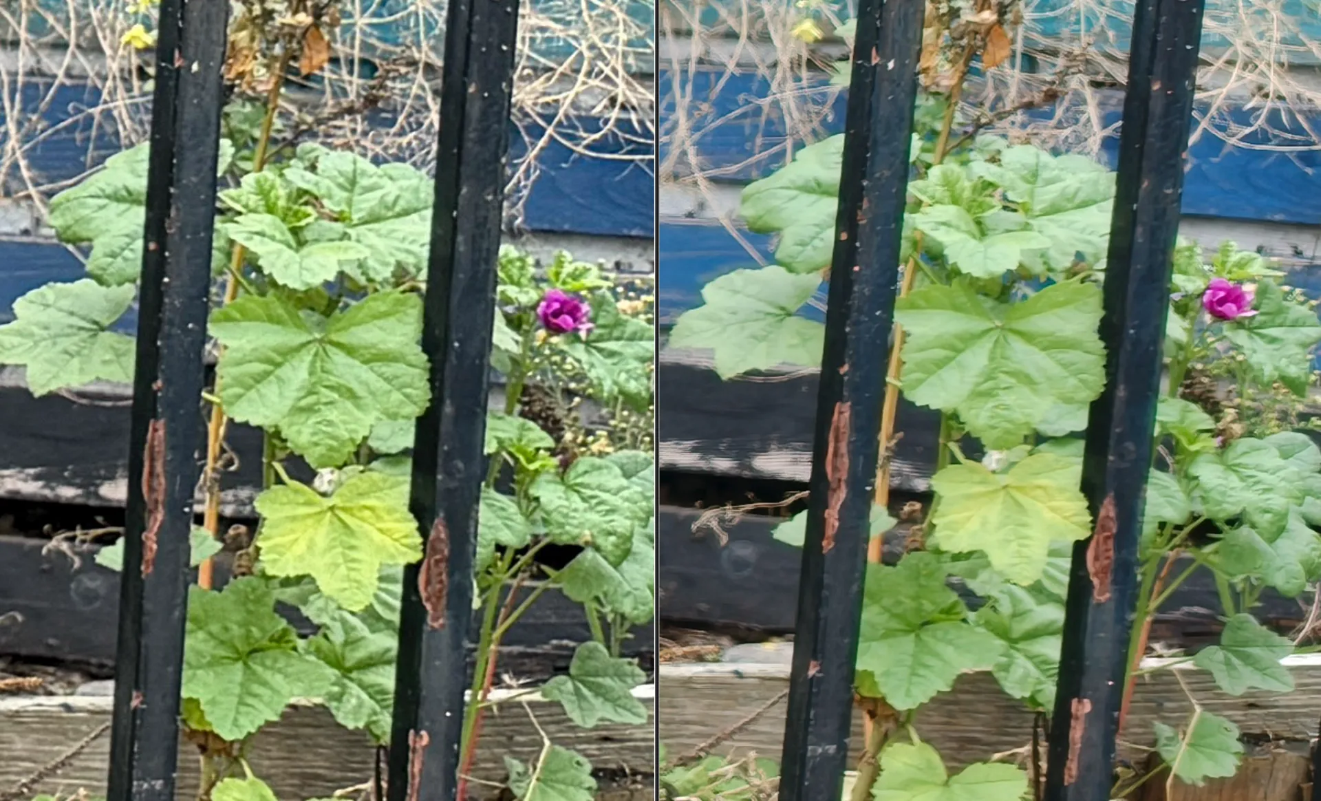 Oppo លើស Apple រូបថត 5 Oppo ap dao Apple anh 5