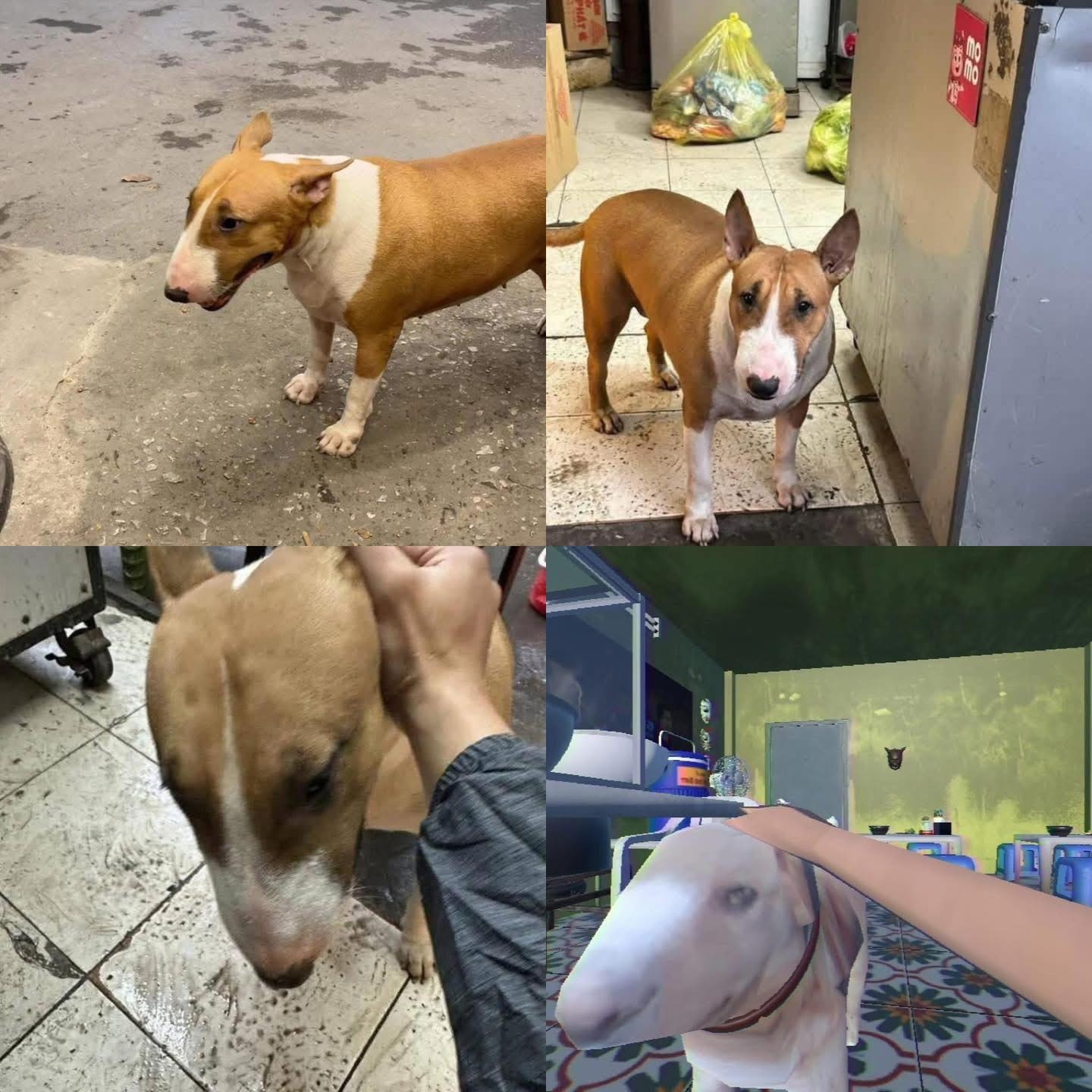 Quan pho ao gay bao anh 6