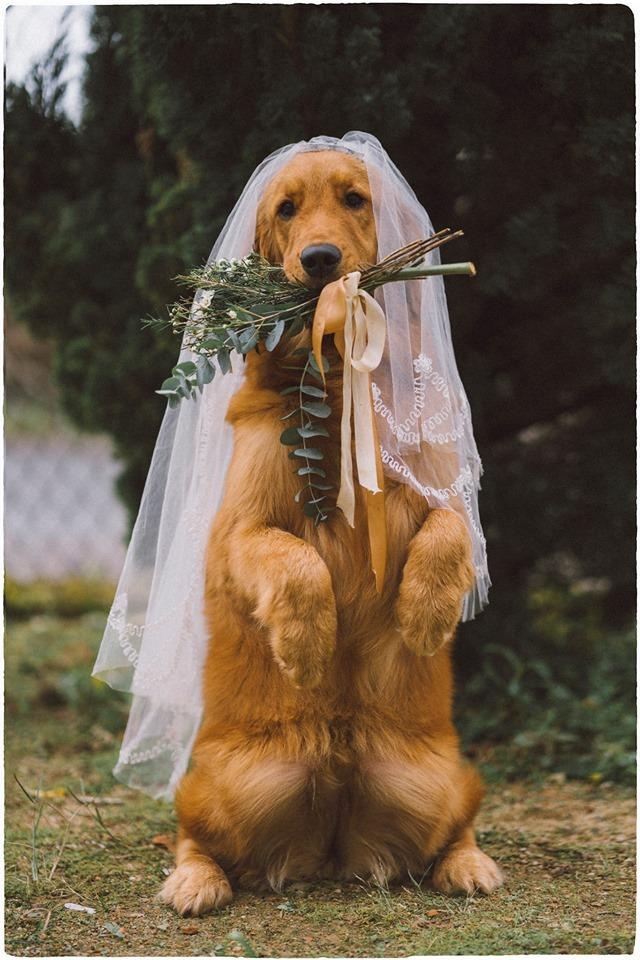 chup hinh cuoi voi cun anh 6