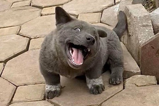 Gia dinh Ba Duy hoi ngo 'Dui Idol' hinh anh