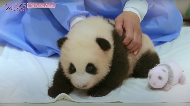 BlackPink bi chi trich anh 3