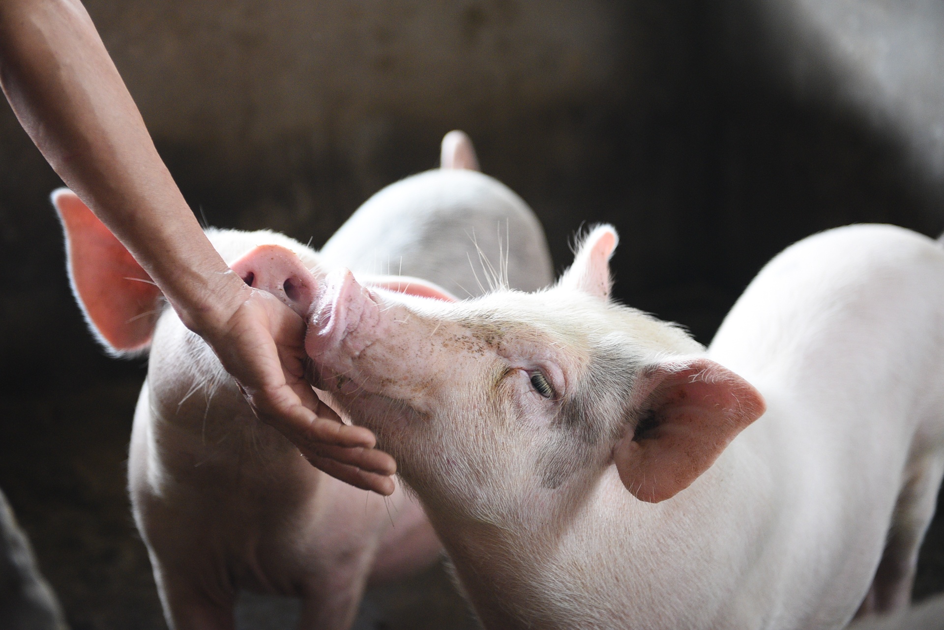 lop lai mai nha anh 3