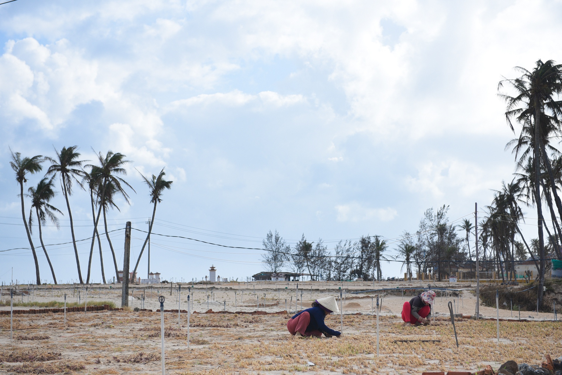 dao ly son sau bao,  cuoc song sau bao anh 15