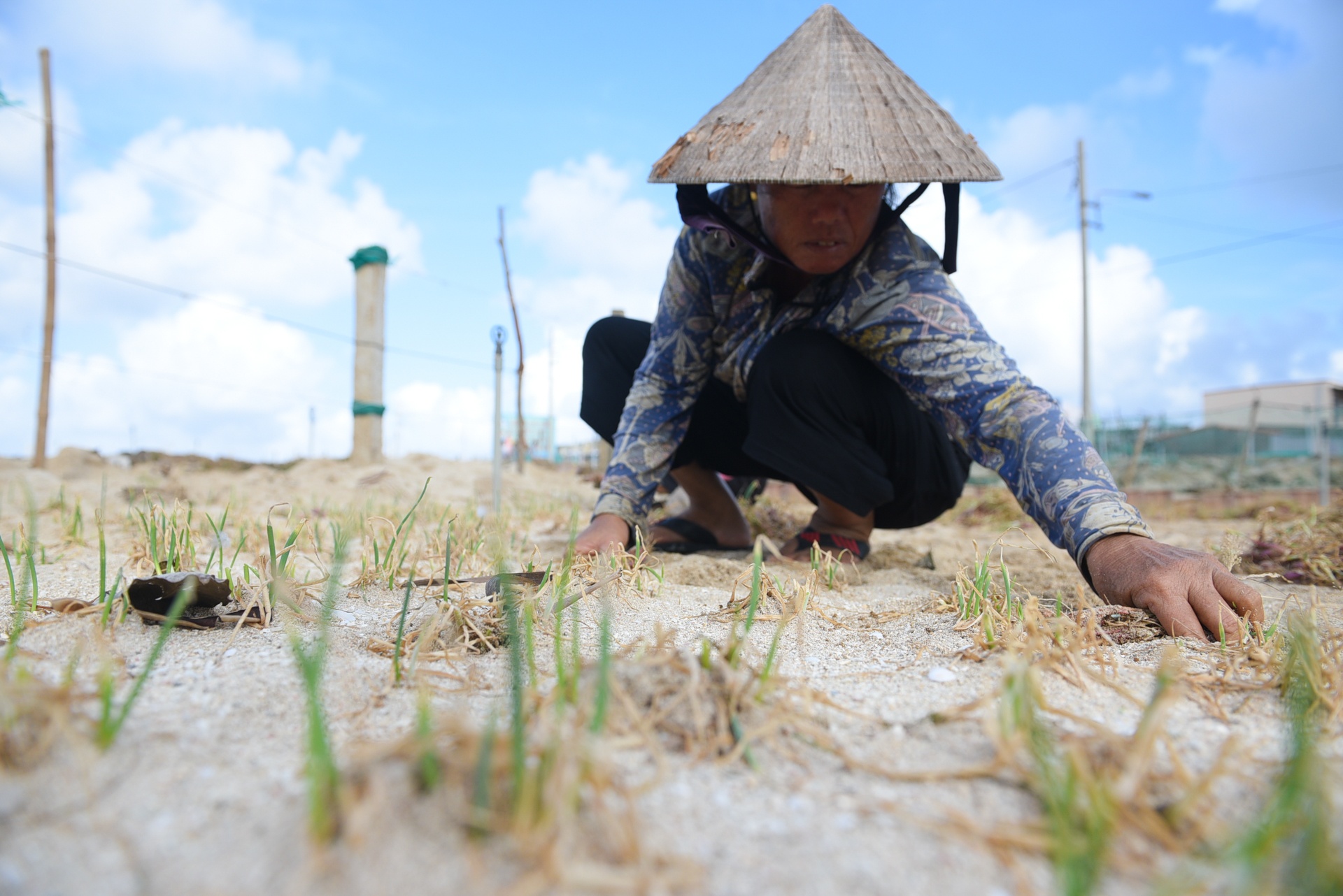 dao ly son sau bao,  cuoc song sau bao anh 16