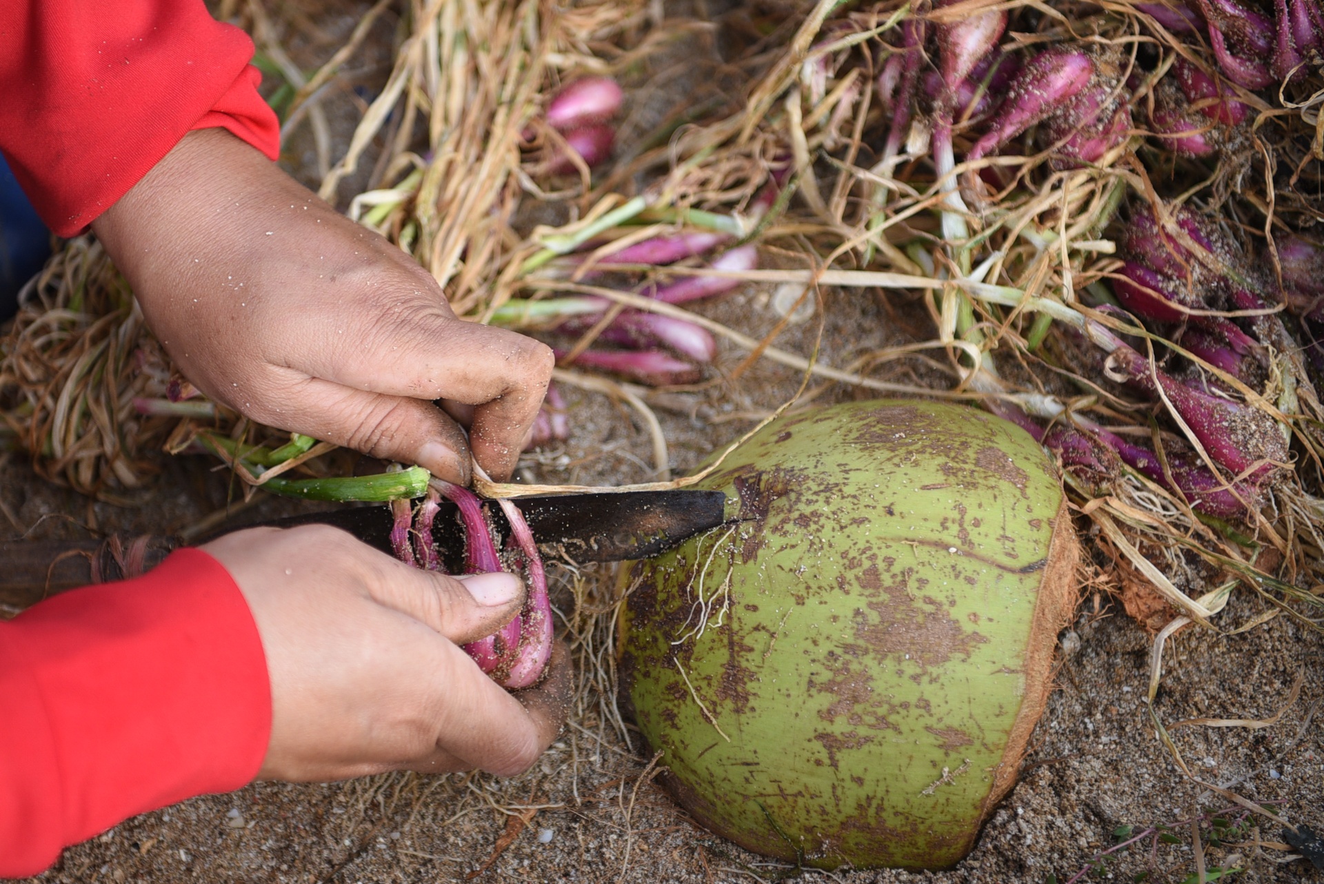 dao ly son sau bao,  cuoc song sau bao anh 19