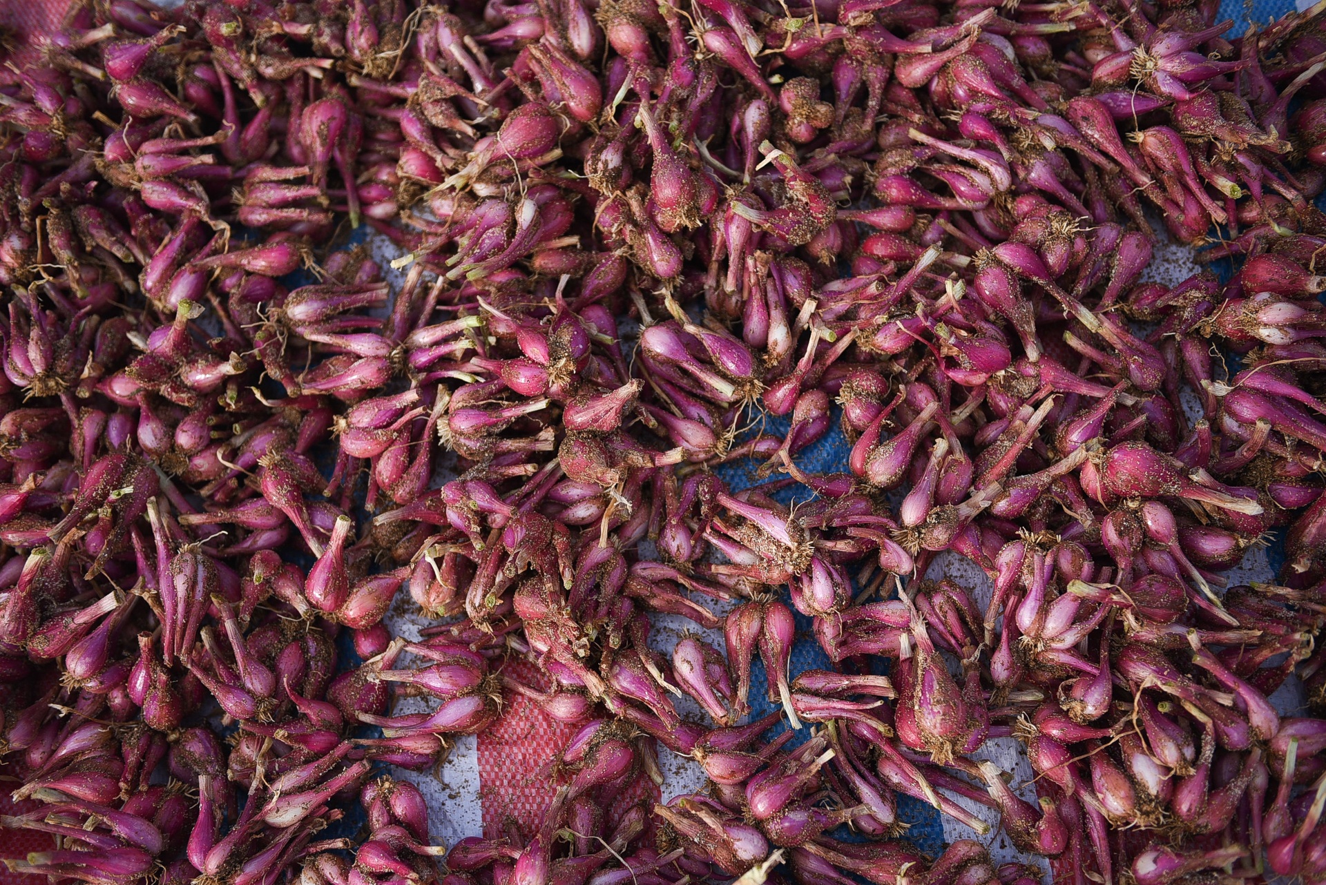 dao ly son sau bao,  cuoc song sau bao anh 17