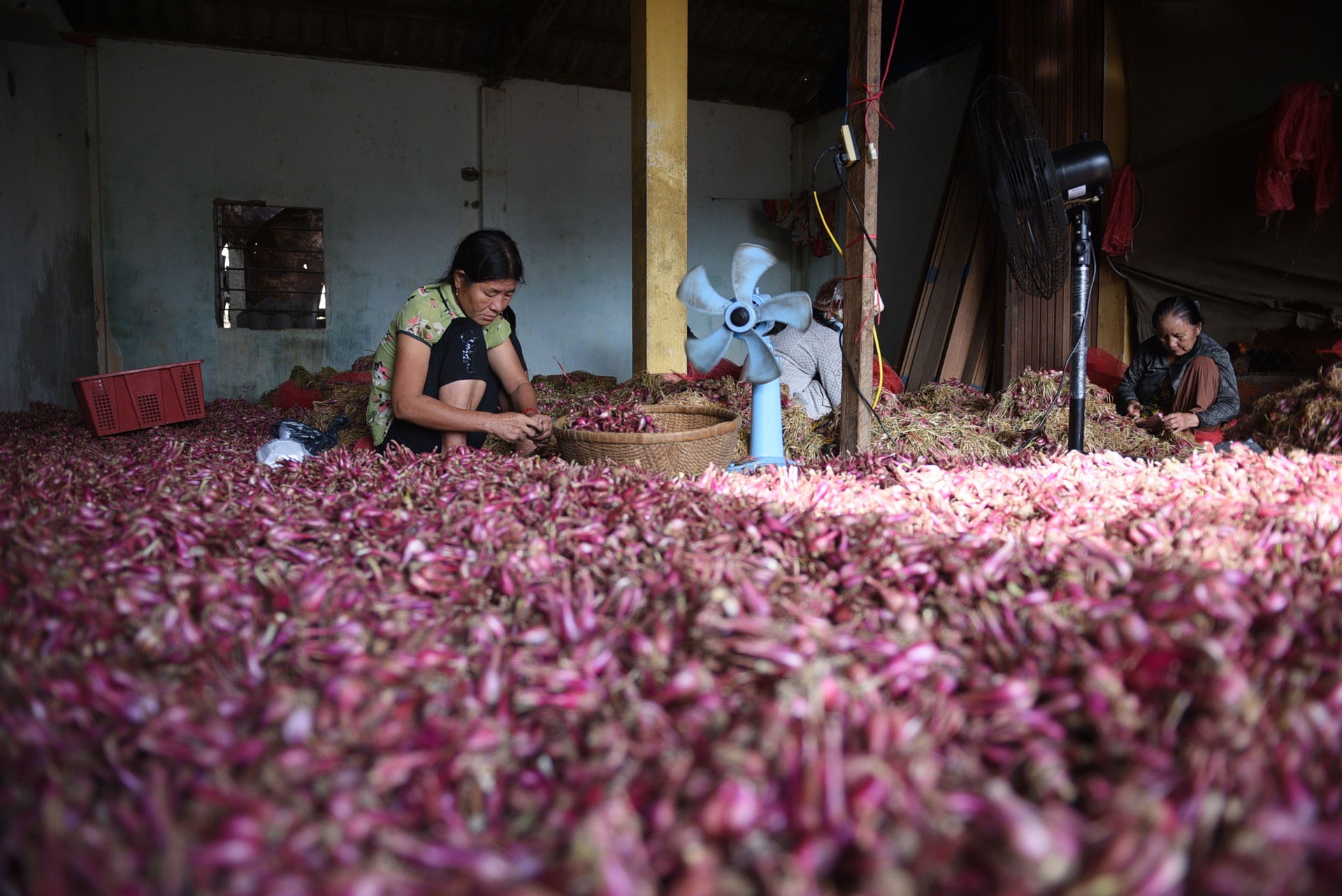 dao ly son sau bao,  cuoc song sau bao anh 18