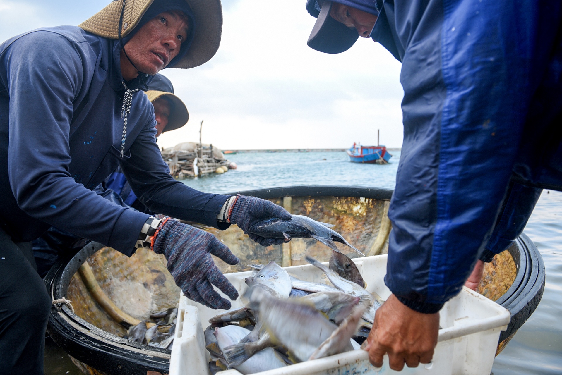 đảo lý sơn sau bão, cuộc sống sau bão ảnh 34 dao ly son sau bao, cuoc song sau bao anh 34