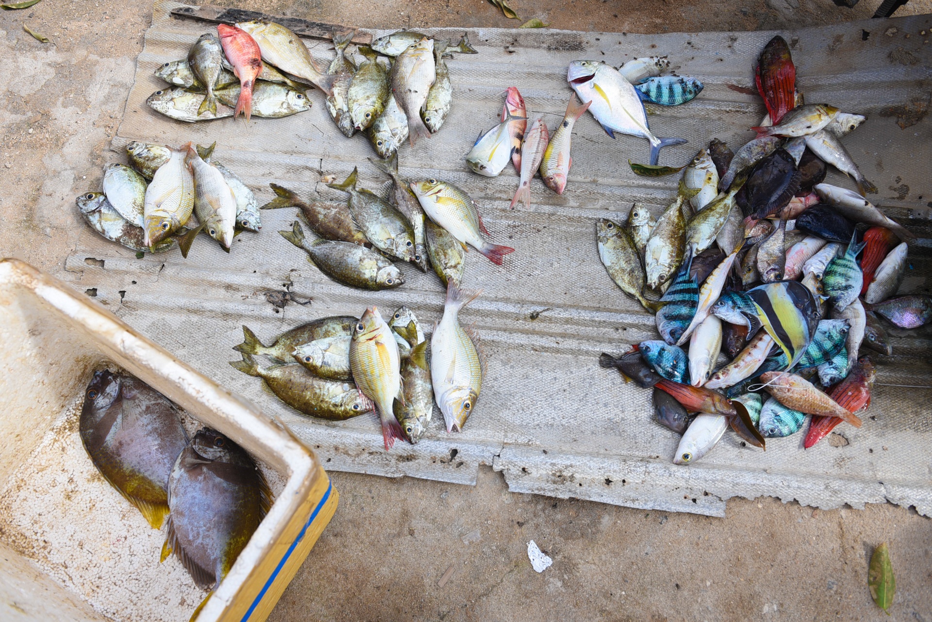 dao ly son sau bao,  cuoc song sau bao anh 31