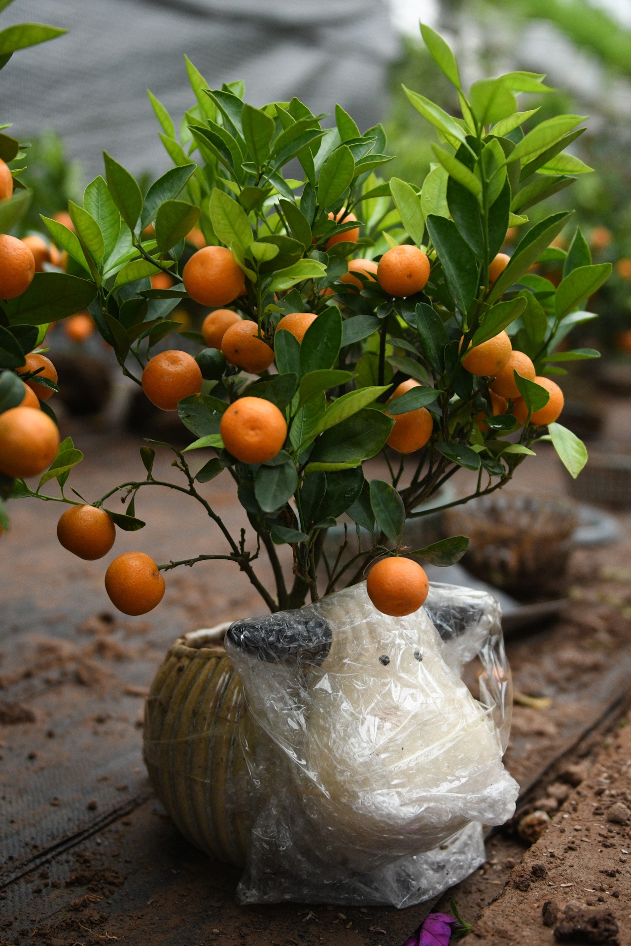 Cho hoa ngay tet,  cho hoa tap nap anh 8