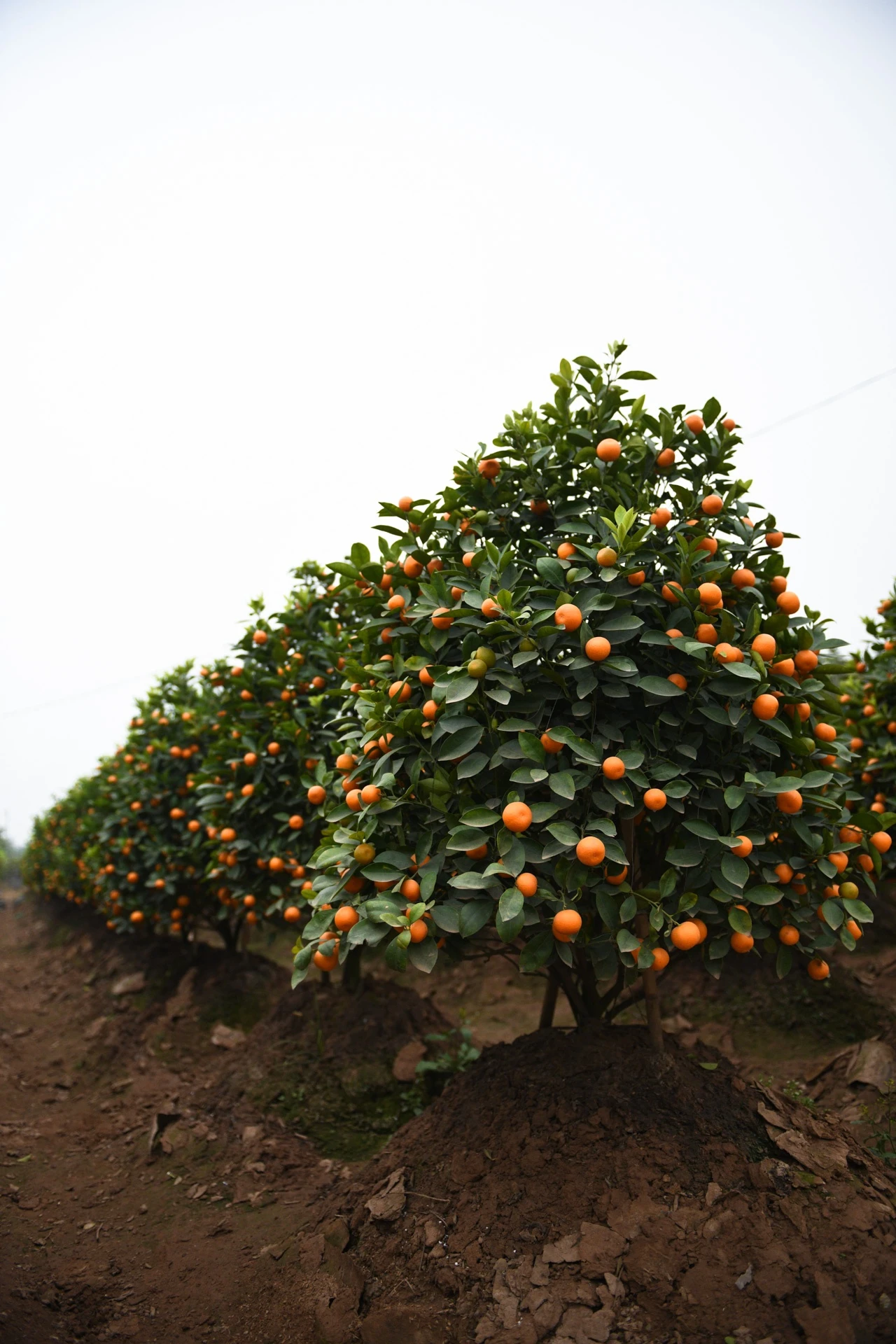 Tet Tan Suu,  buon ban cay canh,  Tet nguyen dan anh 6