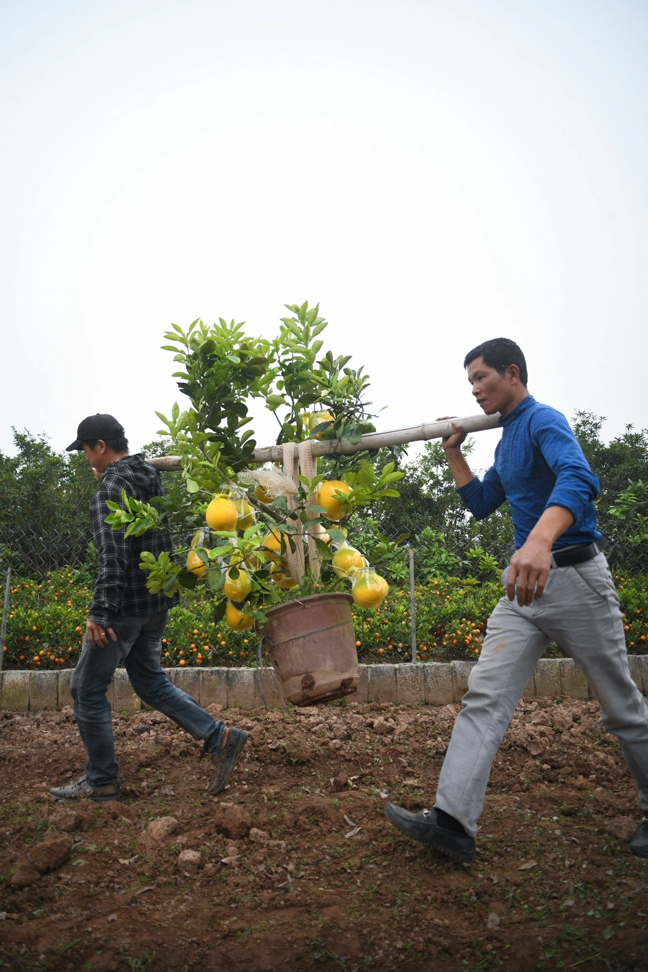 Tet Tan Suu,  buon ban cay canh,  Tet nguyen dan anh 24