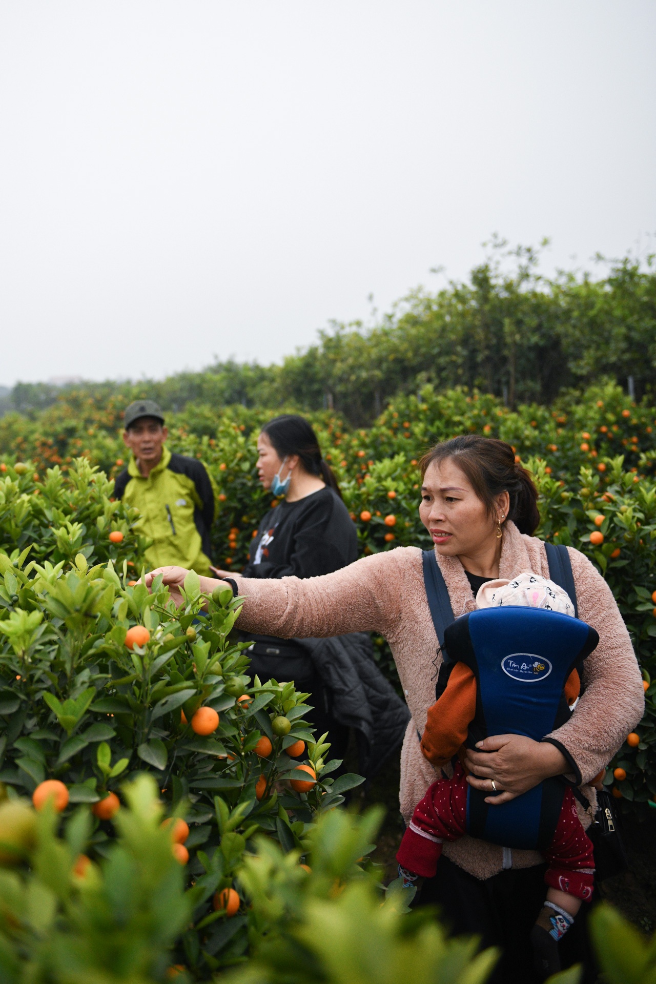 Tet Tan Suu,  buon ban cay canh,  Tet nguyen dan anh 18