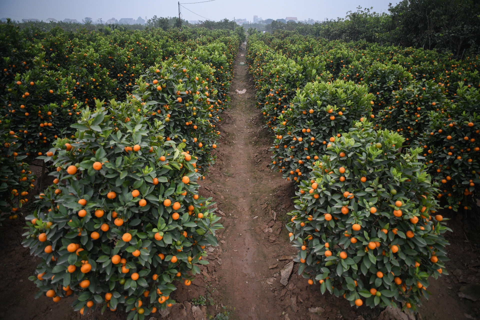 Tet Tan Suu,  buon ban cay canh,  Tet nguyen dan anh 5
