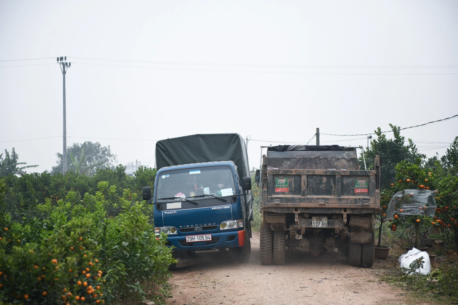Tet Tan Suu,  buon ban cay canh,  Tet nguyen dan anh 11