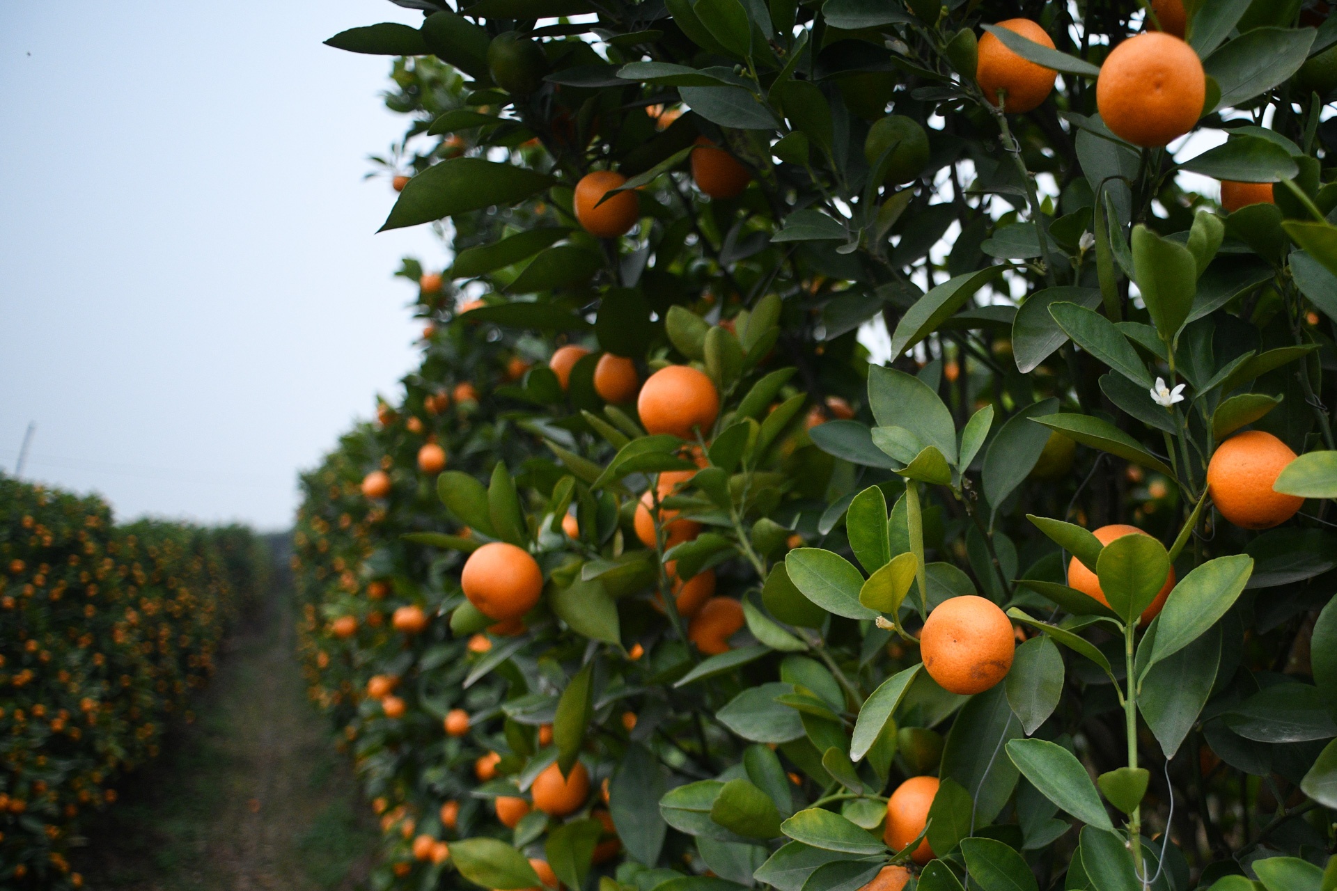 Tet Tan Suu,  buon ban cay canh,  Tet nguyen dan anh 13