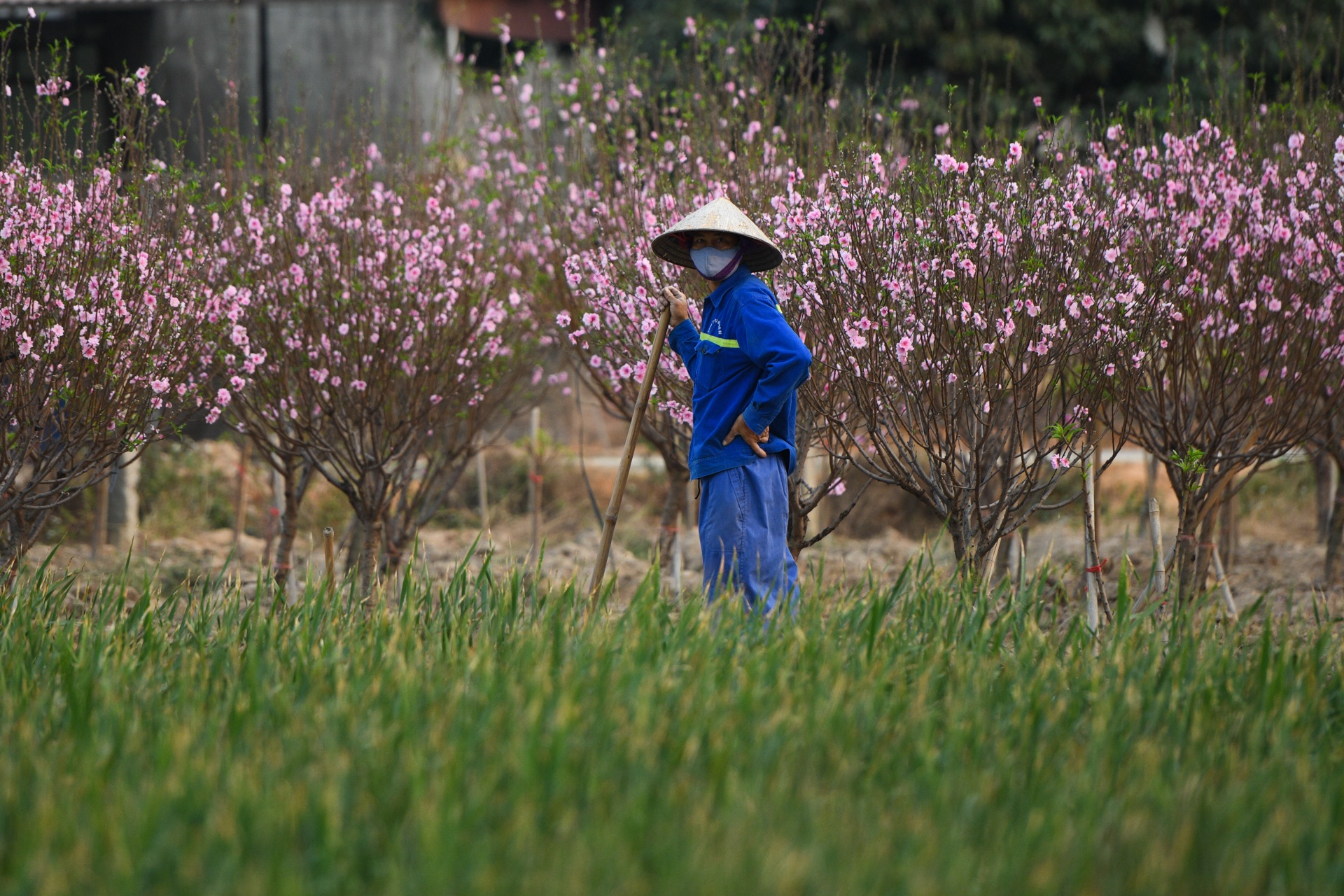 Vuon dao chet cung do phong toa anh 1