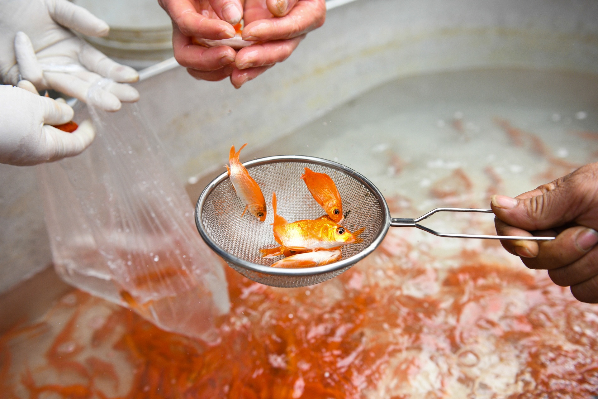 Nguoi dan chi Linh cung le ong Cong ong Tao tai nha anh 7