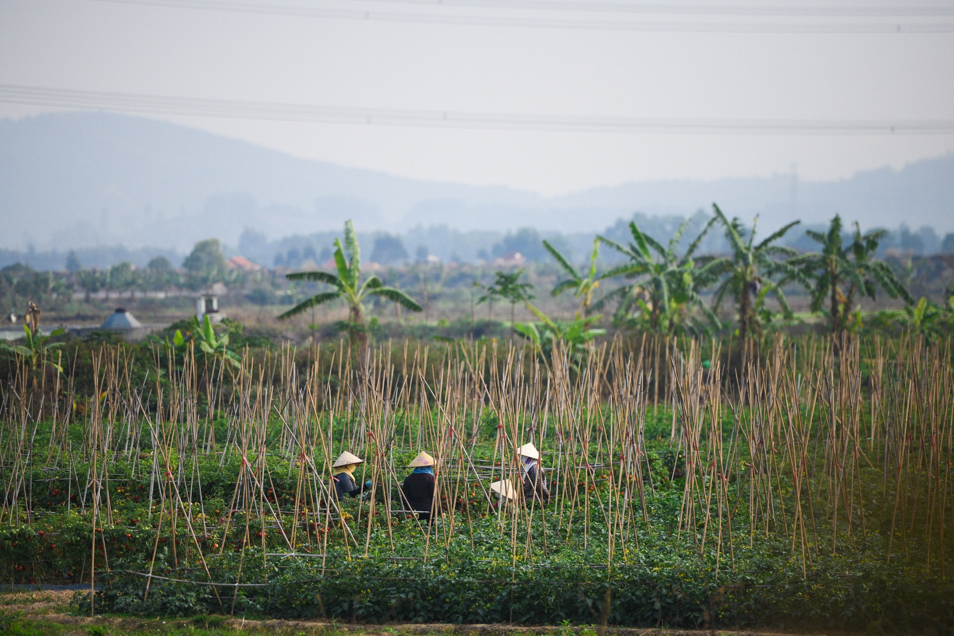 nong san khong the tieu thu,  giai cuu nong san,  tam dich Hai Duong anh 1