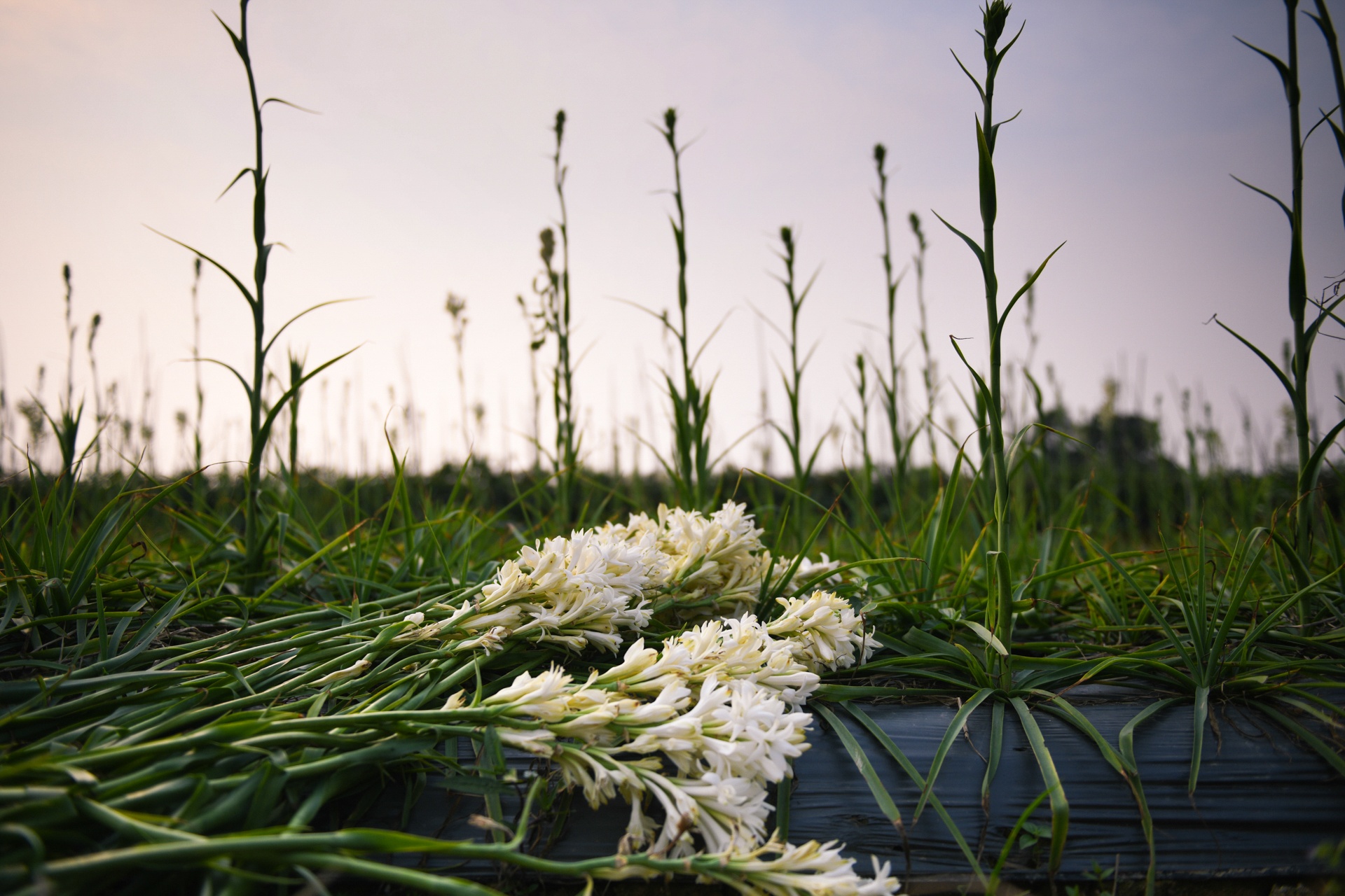 nong san khong the tieu thu,  giai cuu nong san,  tam dich Hai Duong anh 11