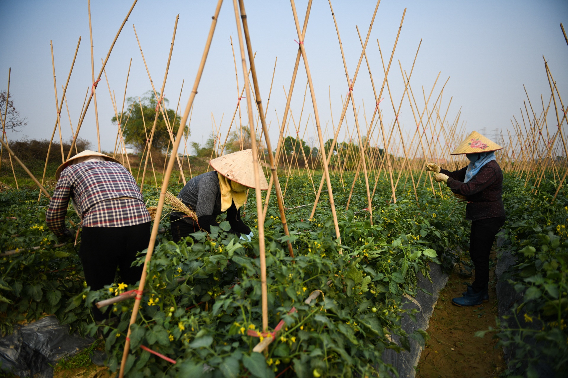 nong san khong the tieu thu,  giai cuu nong san,  tam dich Hai Duong anh 9