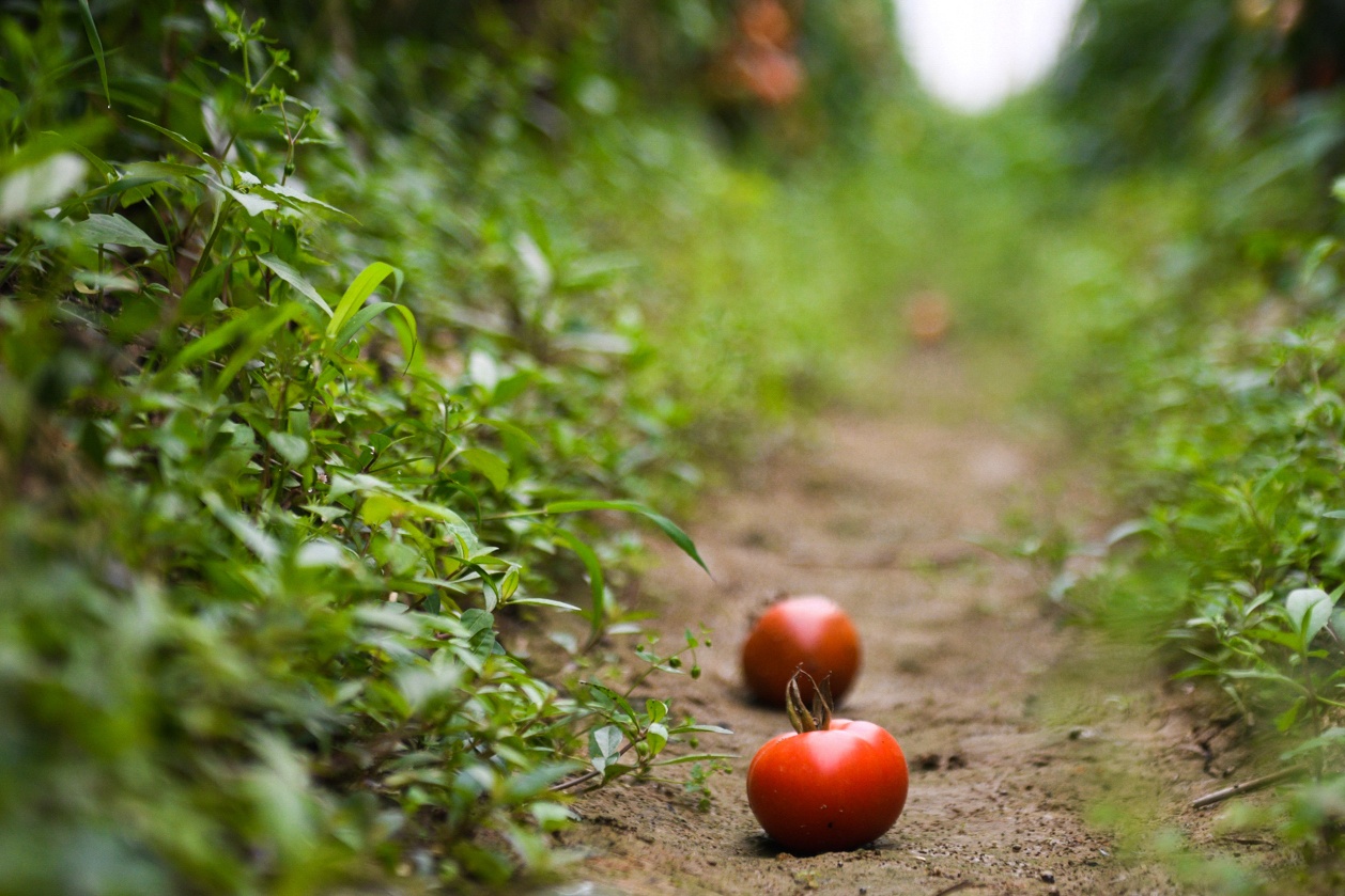 nong san khong the tieu thu,  giai cuu nong san,  tam dich Hai Duong anh 2