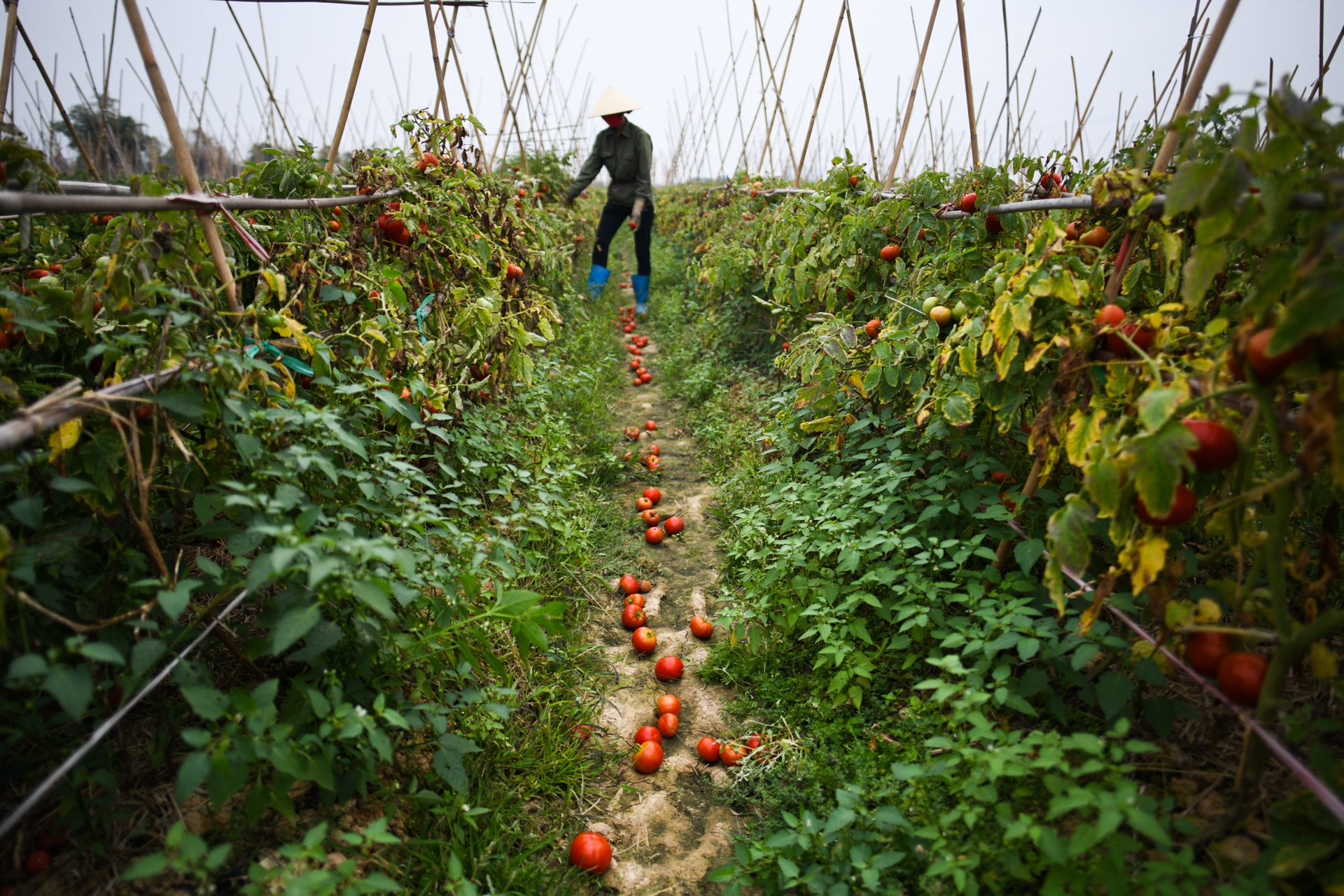 nong san khong the tieu thu,  giai cuu nong san,  tam dich Hai Duong anh 4