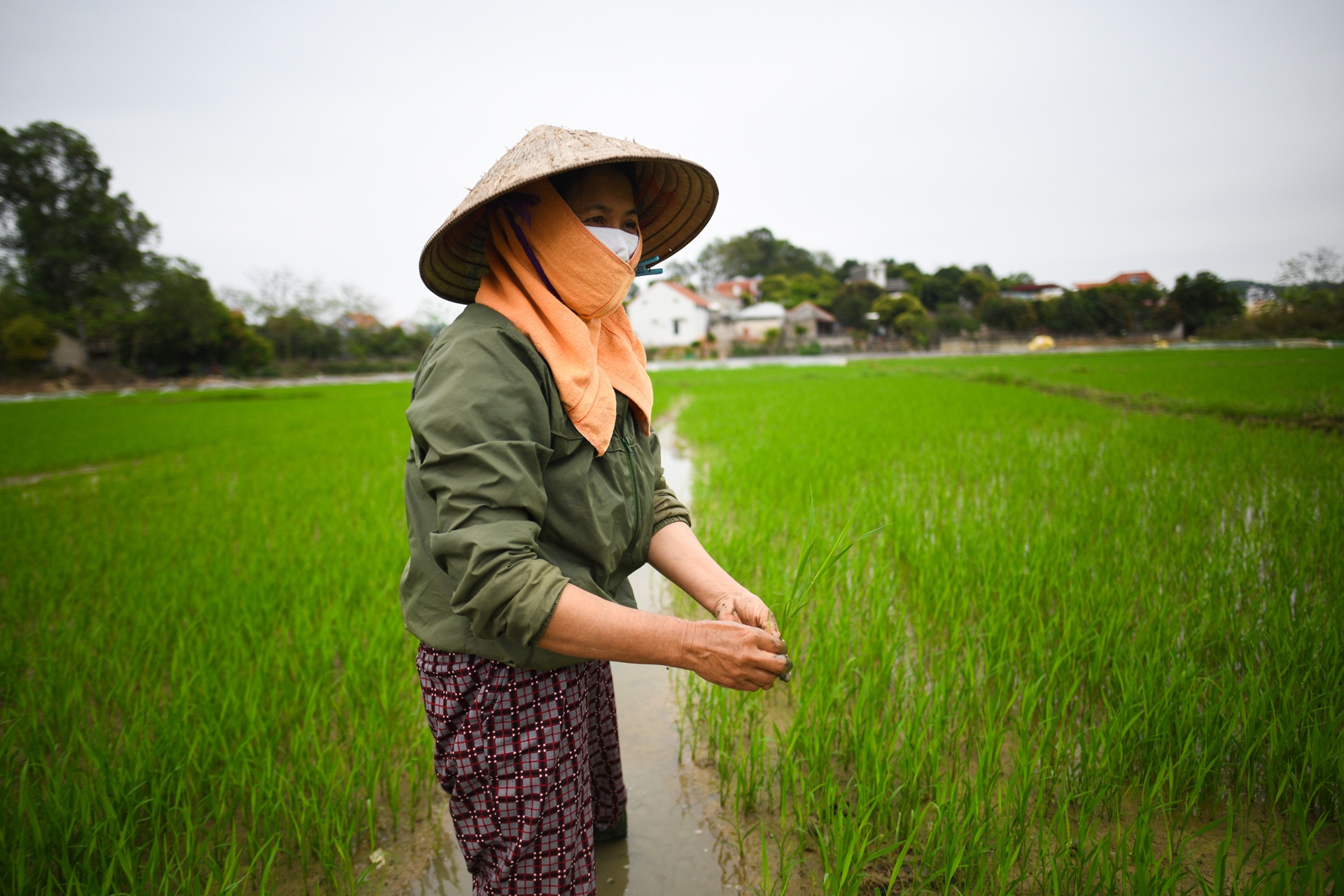 Go phong toa Chi Linh anh 10