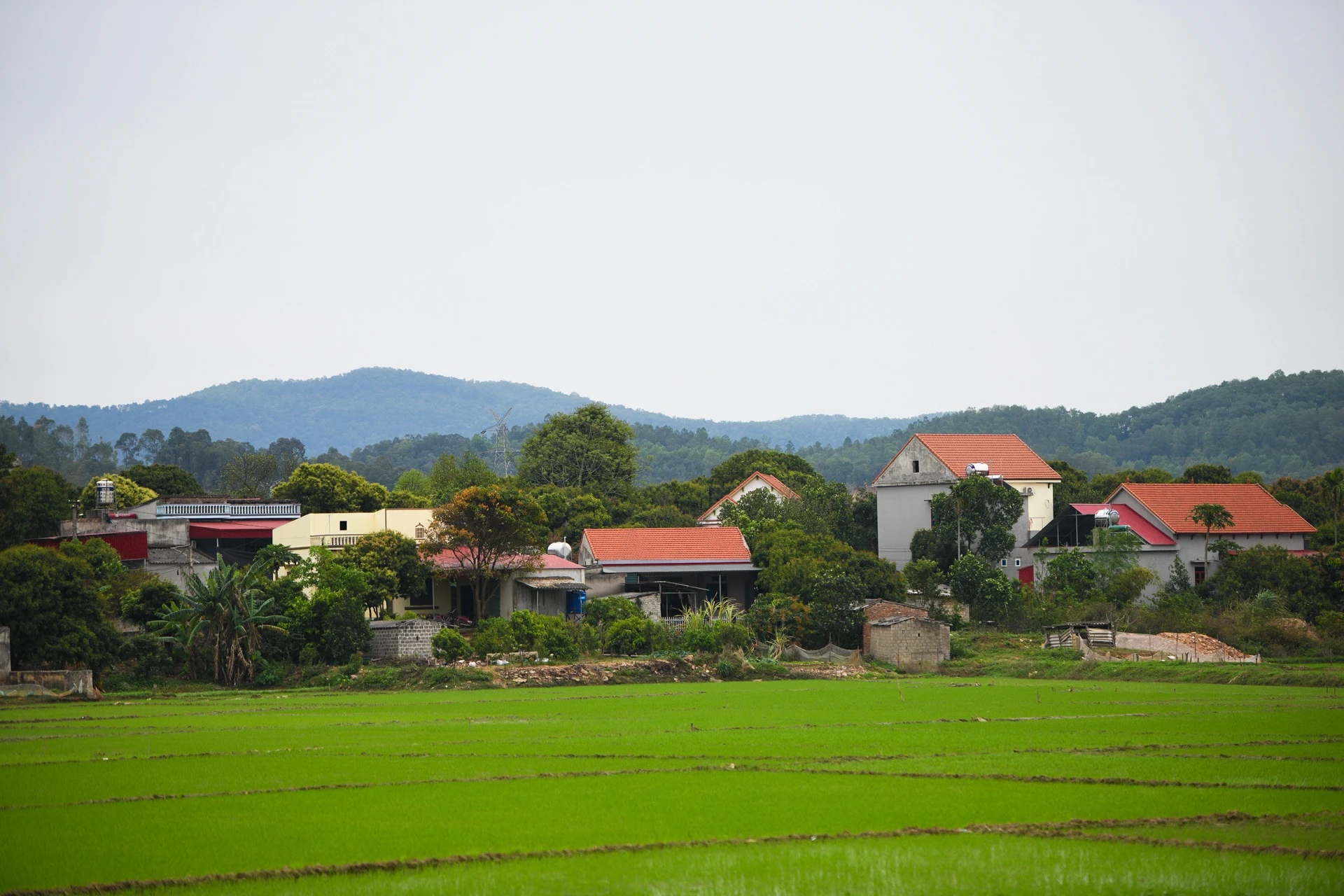 Go phong toa Chi Linh anh 1