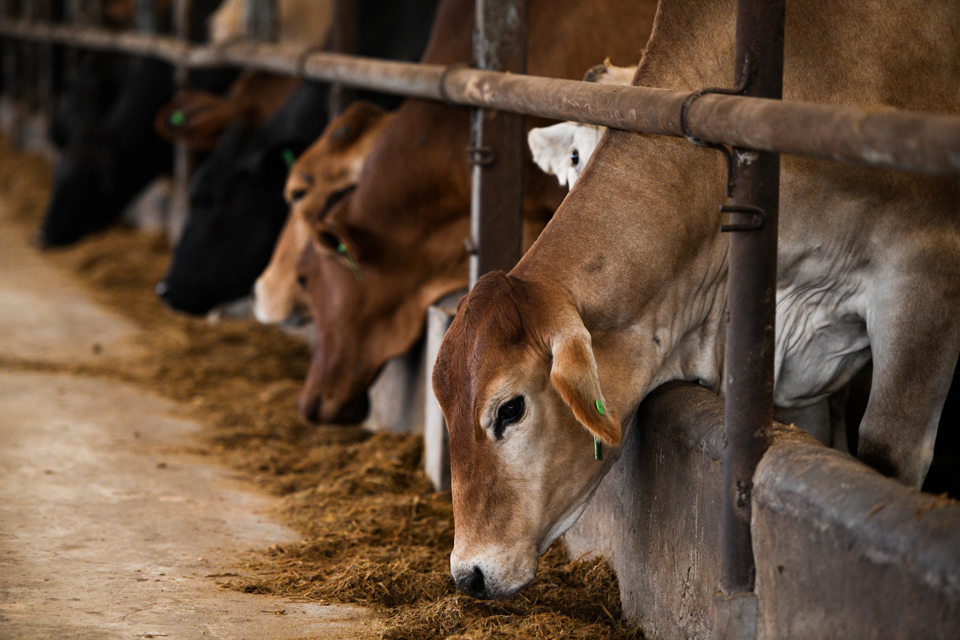 CEO Pham Van Tam ra mat phan bon huu co anh 6