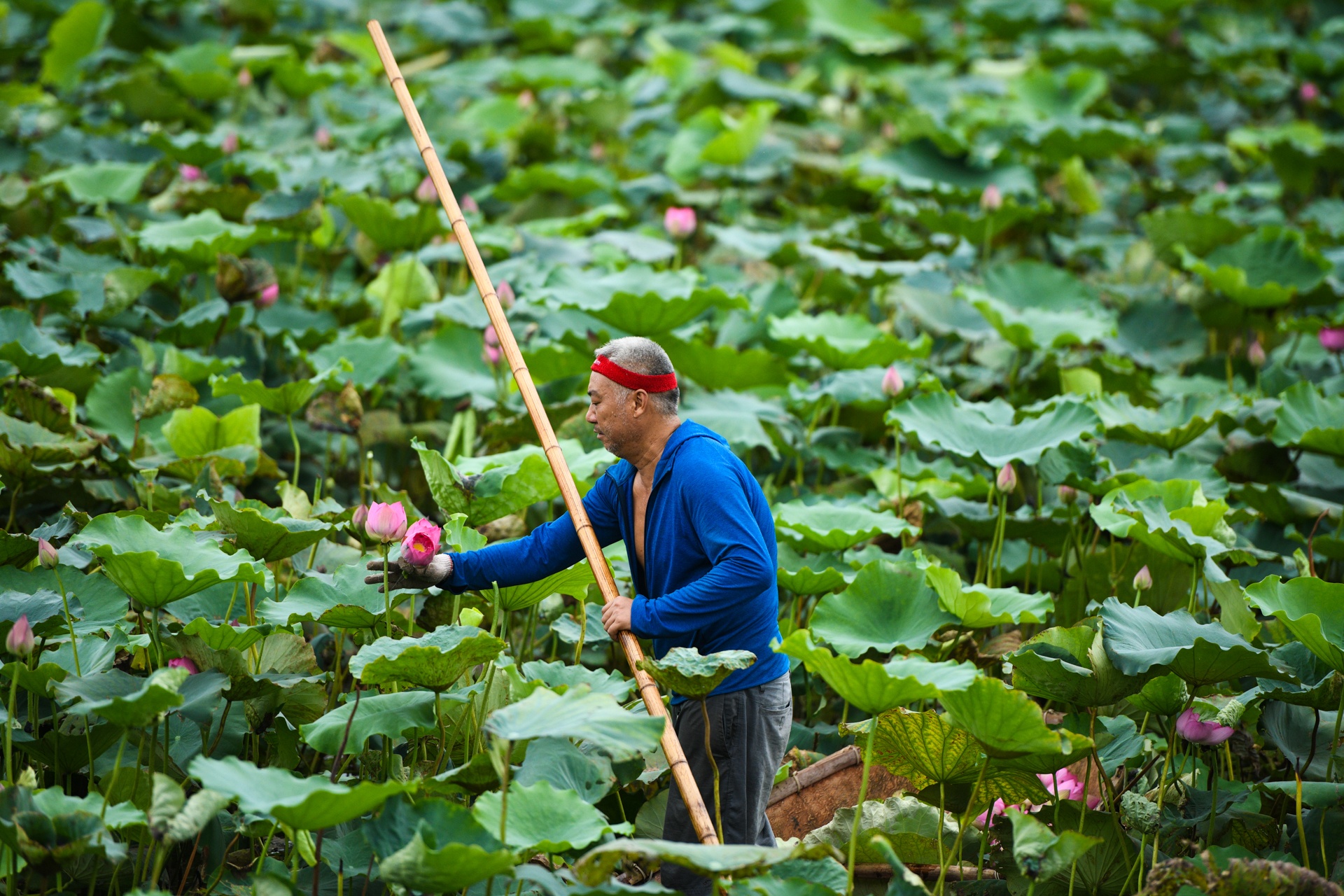 Chu dam sen ho tay,  tra sen ho tay,  cam hoa sen anh 1