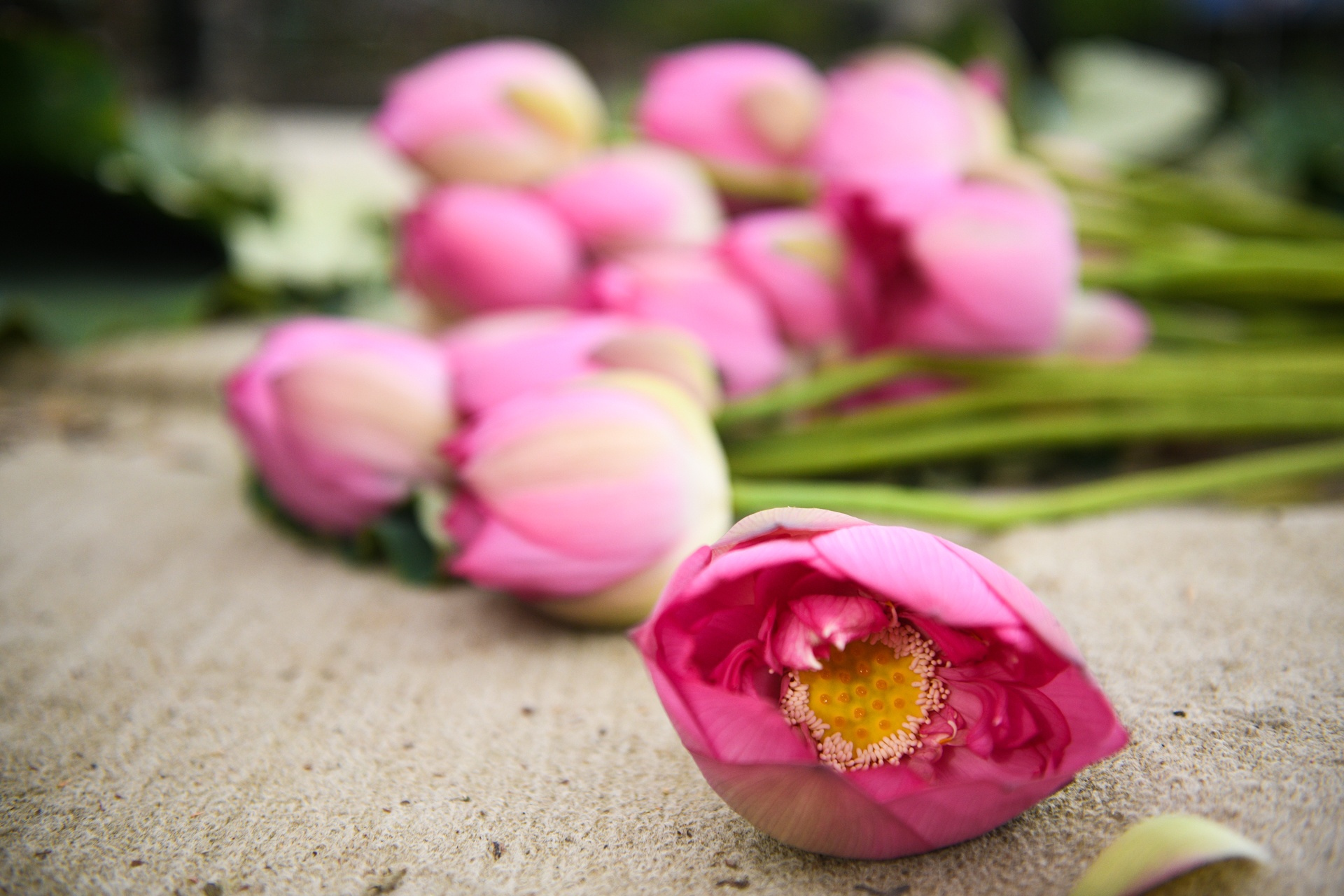 Chu dam sen ho tay,  tra sen ho tay,  cam hoa sen anh 3