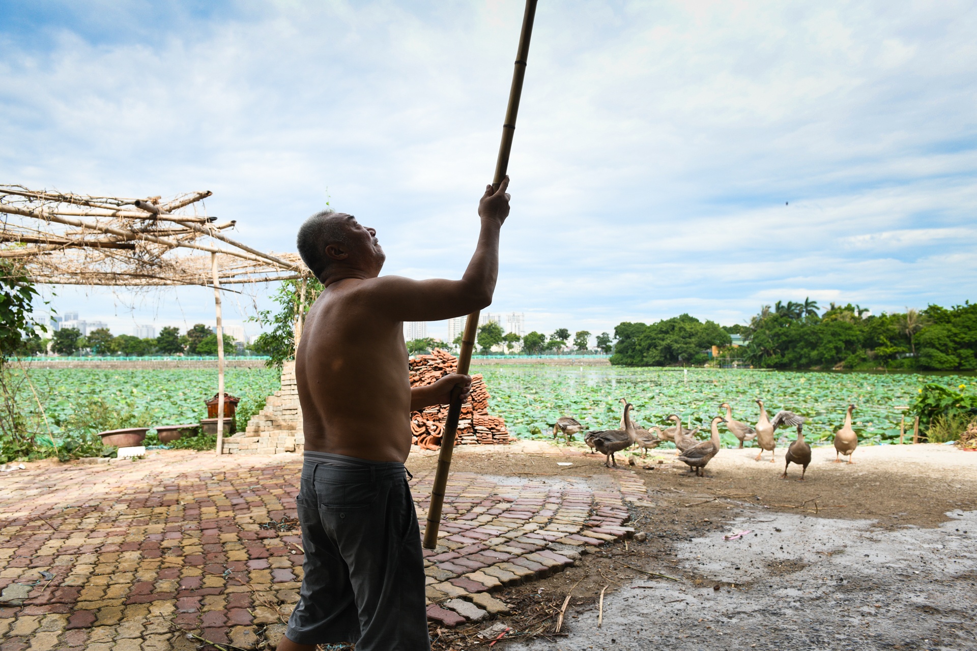 Chu dam sen ho tay,  tra sen ho tay,  cam hoa sen anh 11