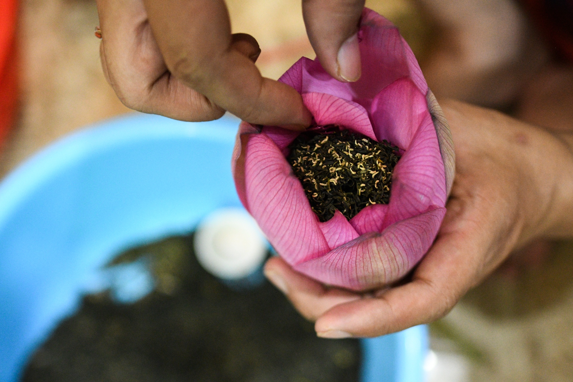 Chu dam sen ho tay,  tra sen ho tay,  cam hoa sen anh 9