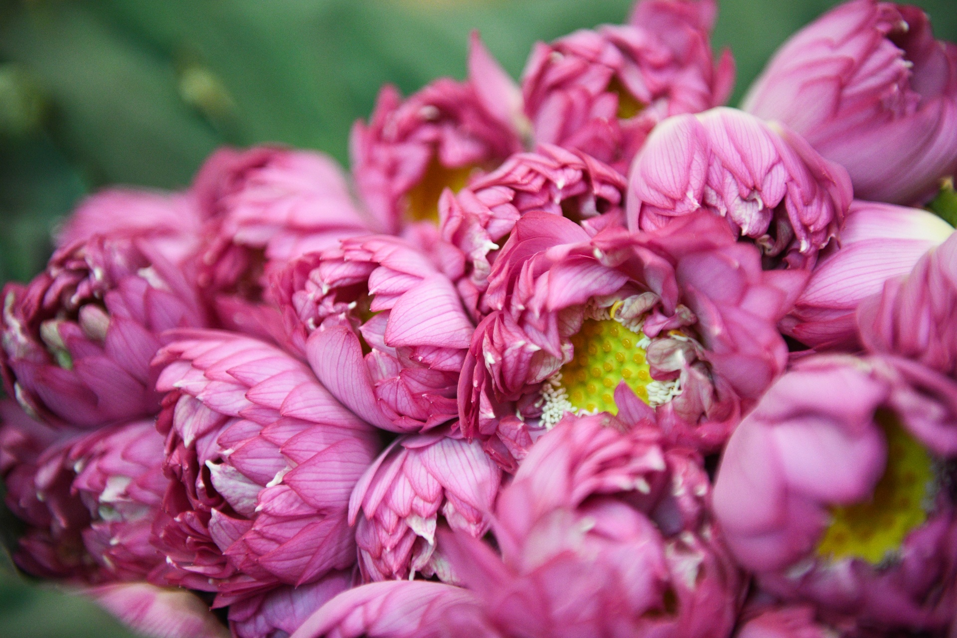 Chu dam sen ho tay,  tra sen ho tay,  cam hoa sen anh 7