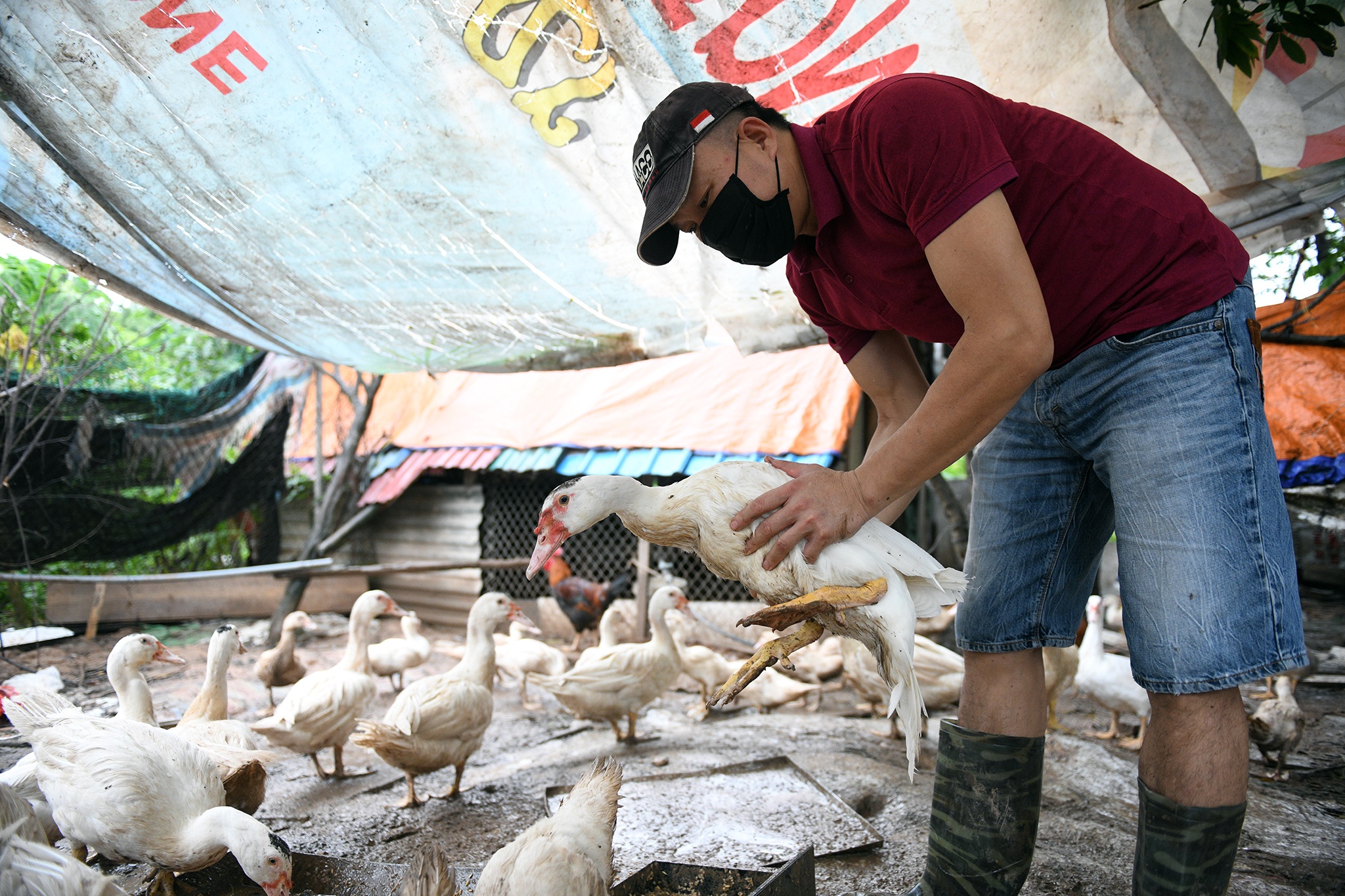 huong dan vien du lich,  anh huong dich covid-19 anh 7