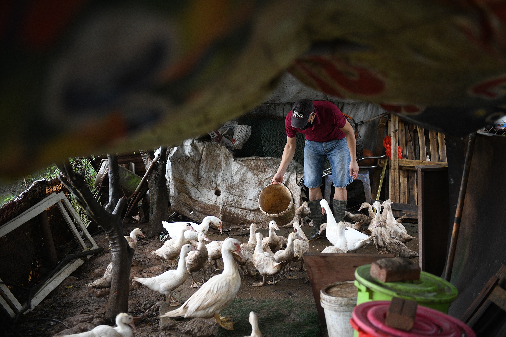 huong dan vien du lich,  anh huong dich covid-19 anh 4