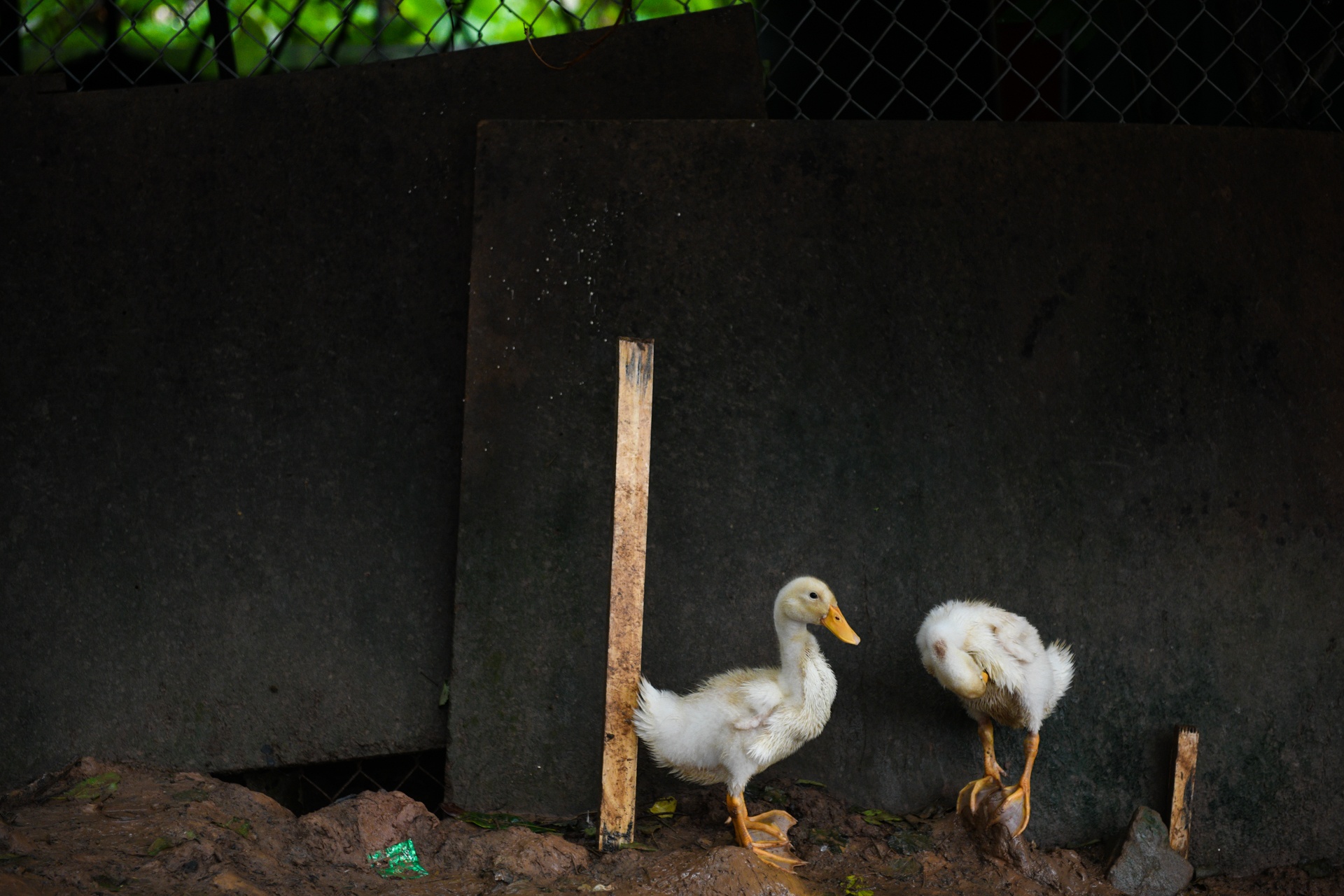 huong dan vien du lich,  anh huong dich covid-19 anh 5