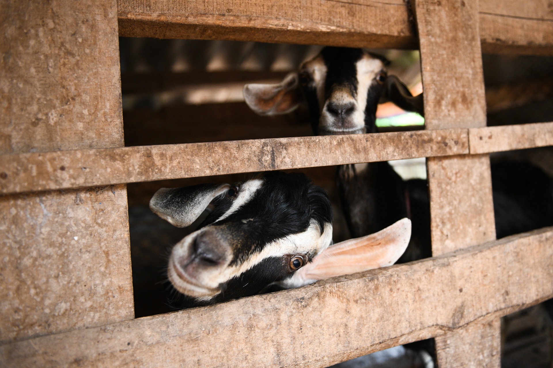 huong dan vien du lich,  anh huong dich covid-19 anh 6