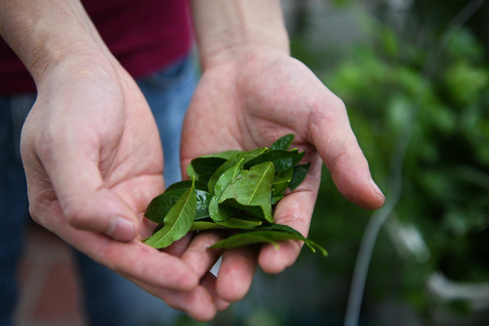 huong dan vien du lich,  anh huong dich covid-19 anh 9