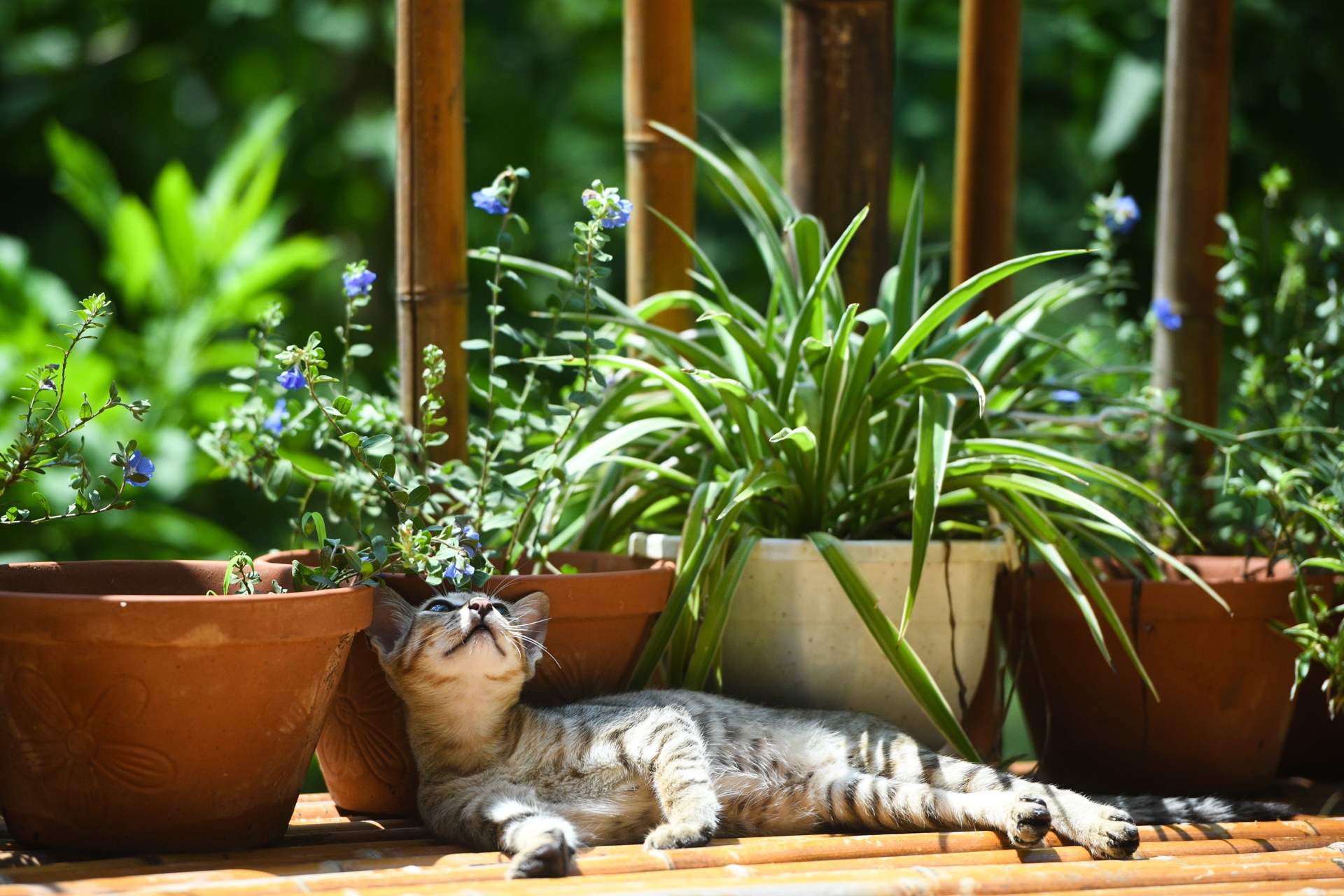 bo pho ve que,  tre em Ha Noi anh 48