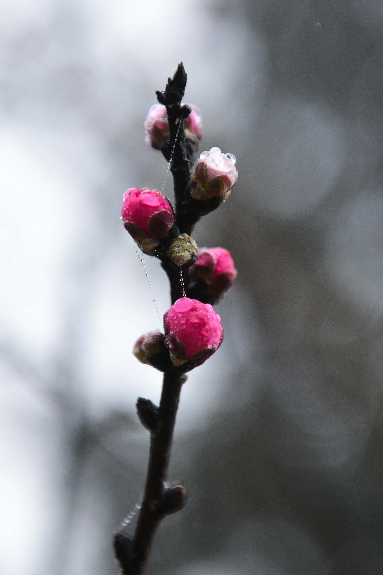Tet Duong lich,  du lich nghi le,  diem check-in dep anh 6