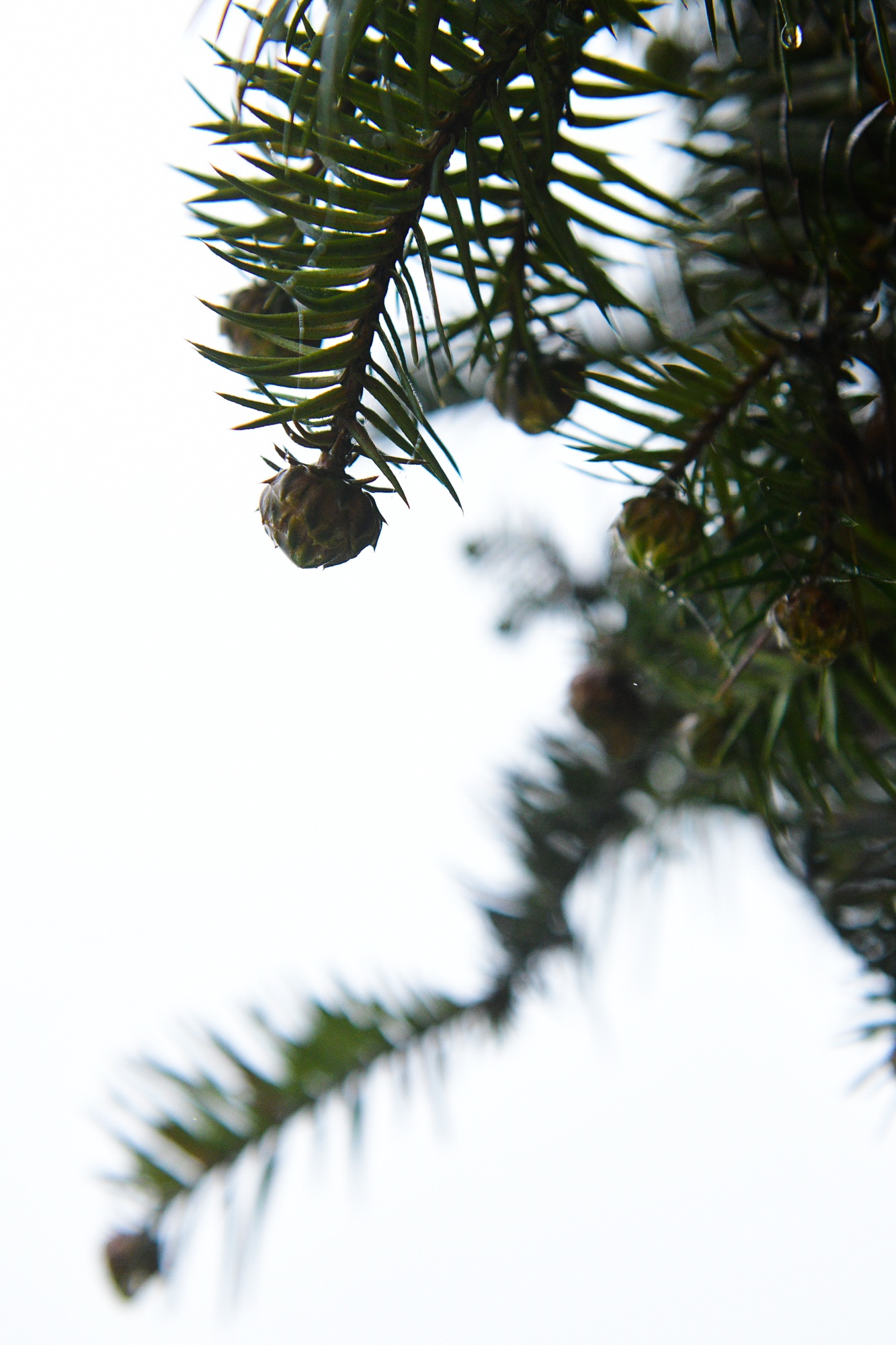 Tet Duong lich,  du lich nghi le,  diem check-in dep anh 7