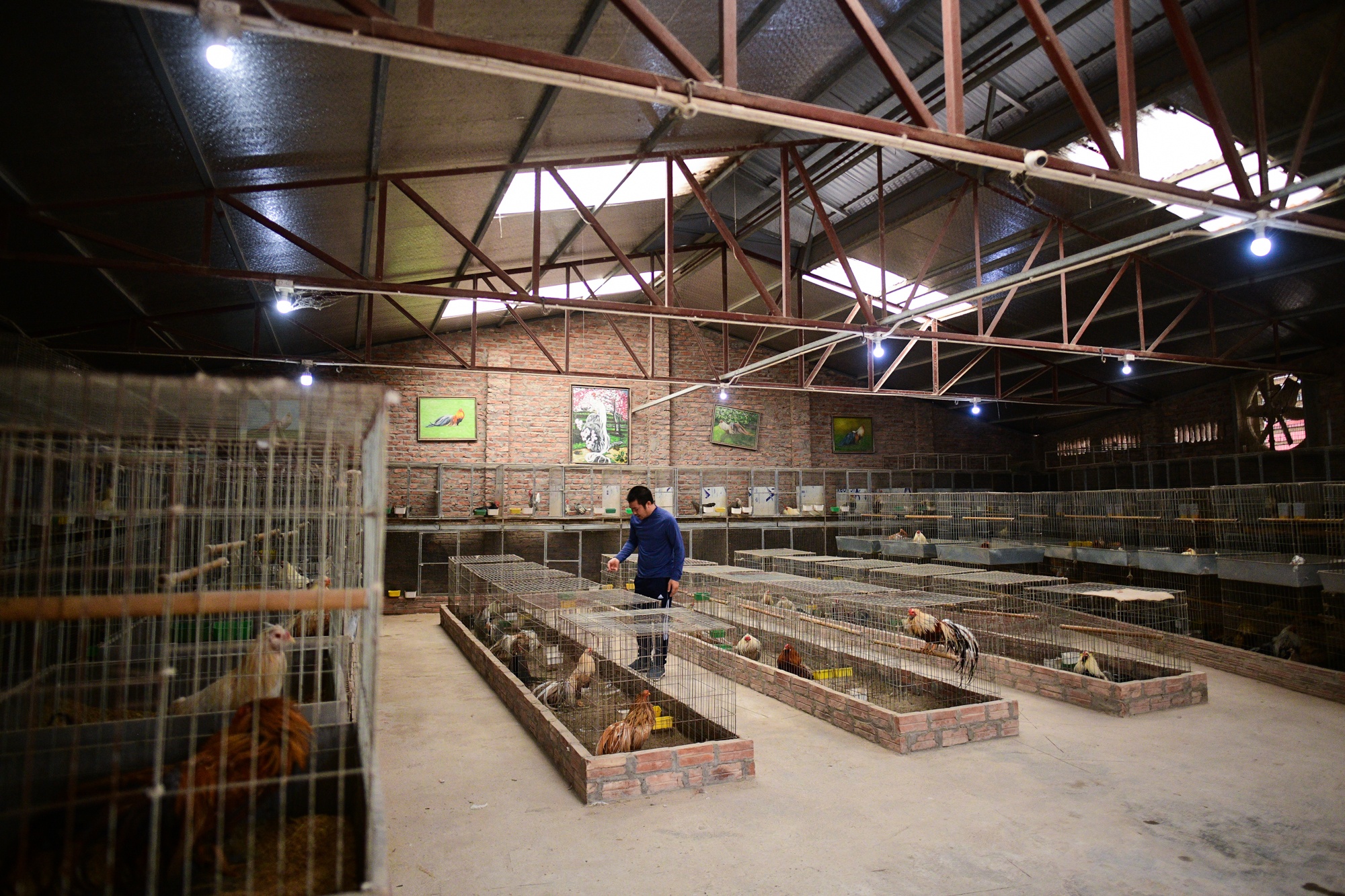 nuoi ga canh,  Tet Nguyen Dan anh 1