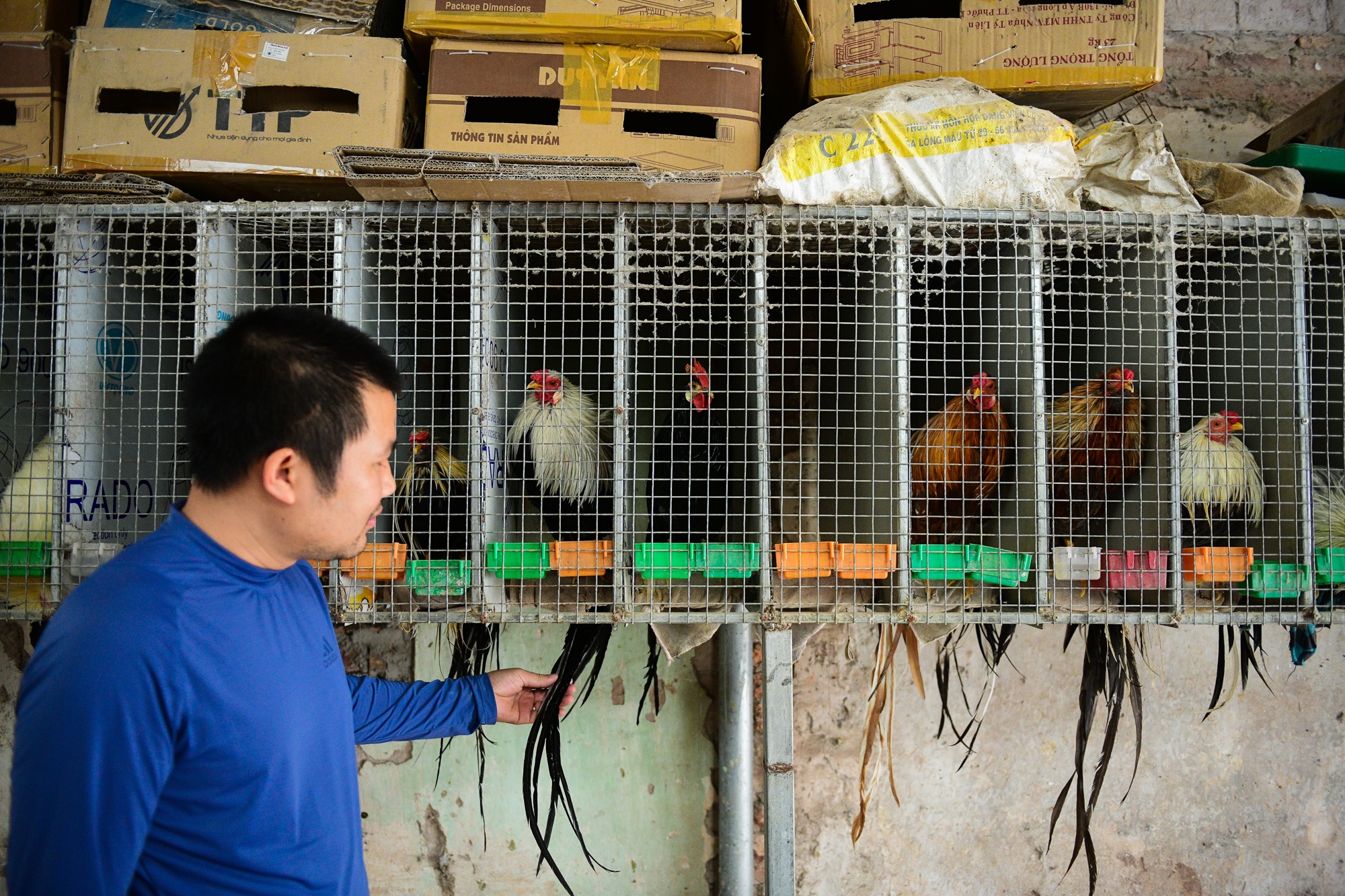 nuoi ga canh,  Tet Nguyen Dan anh 4