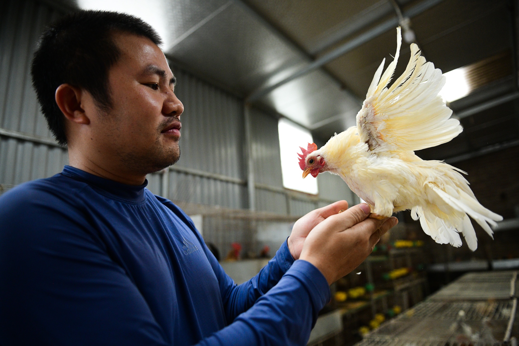 nuoi ga canh,  Tet Nguyen Dan anh 2