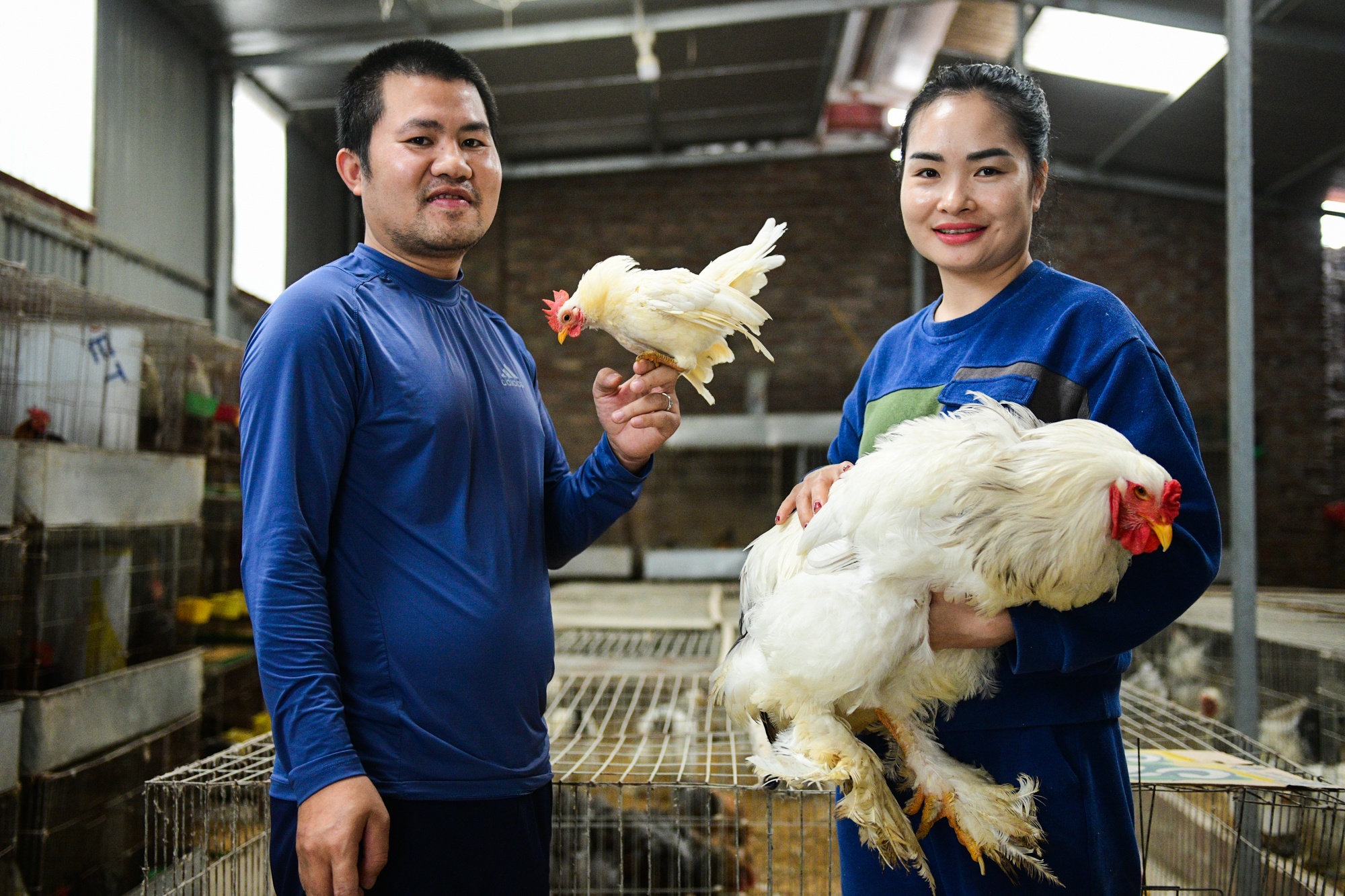 nuoi ga canh,  Tet Nguyen Dan anh 11