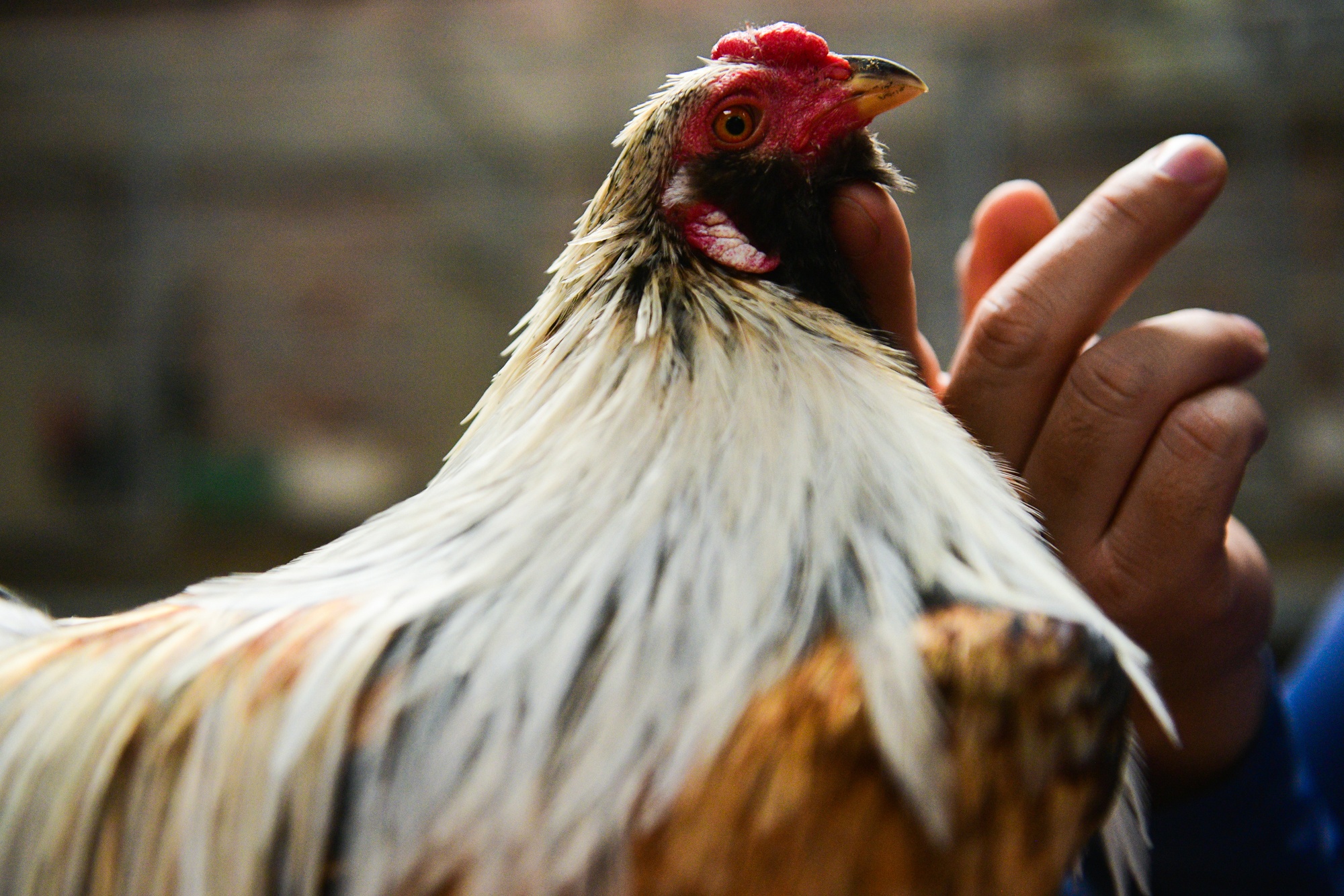 nuoi ga canh,  Tet Nguyen Dan anh 3