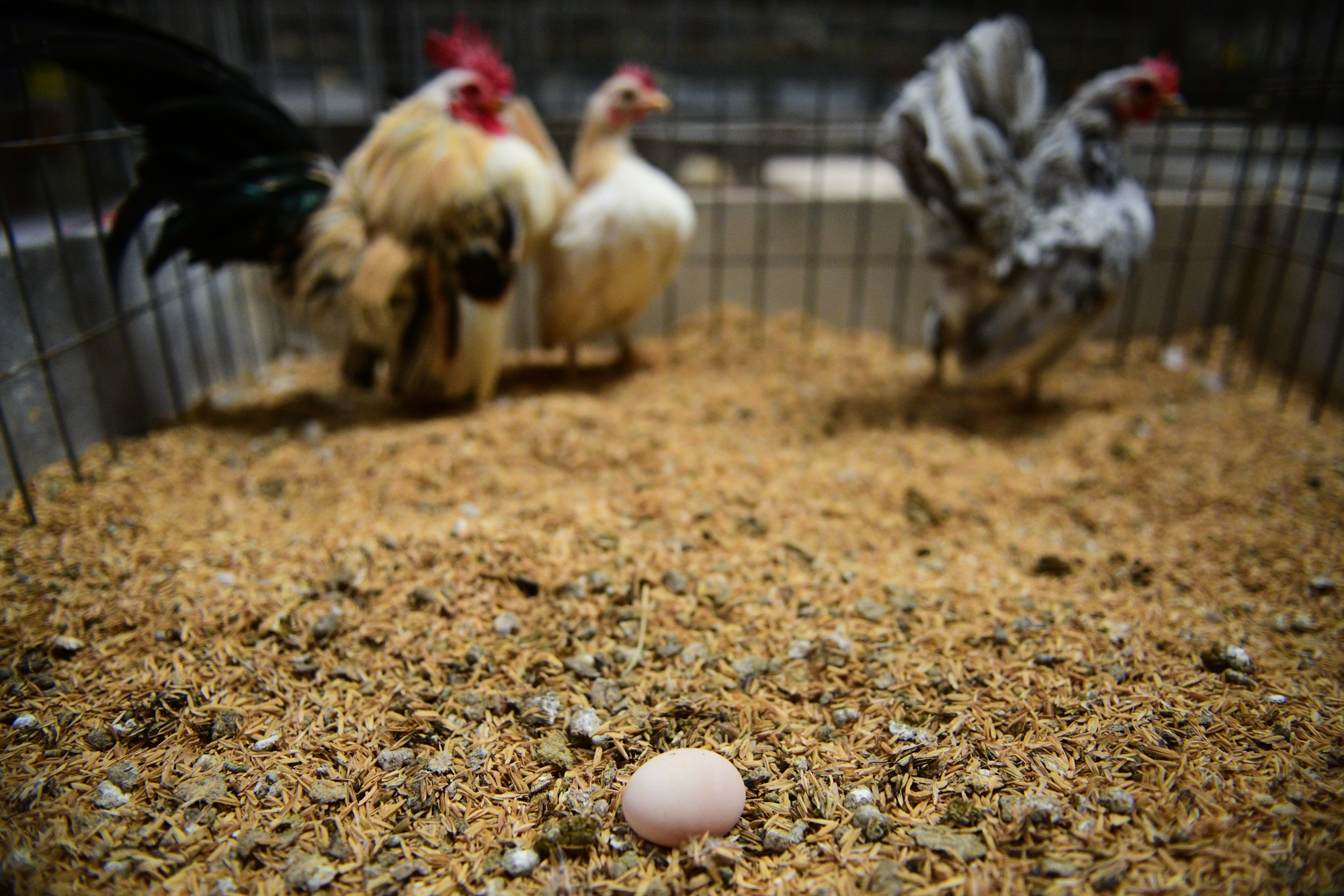 nuoi ga canh,  Tet Nguyen Dan anh 9