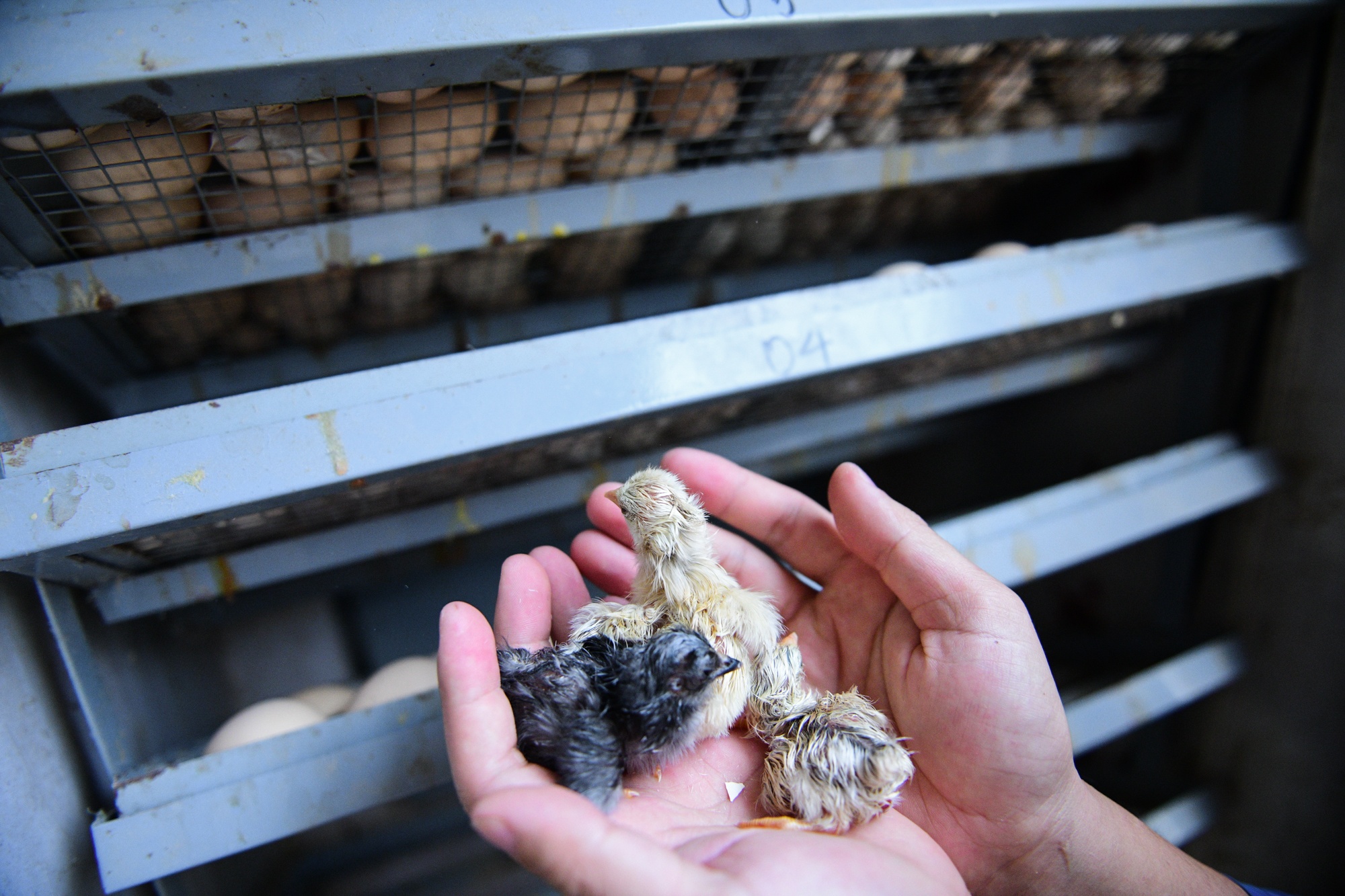 nuoi ga canh,  Tet Nguyen Dan anh 10